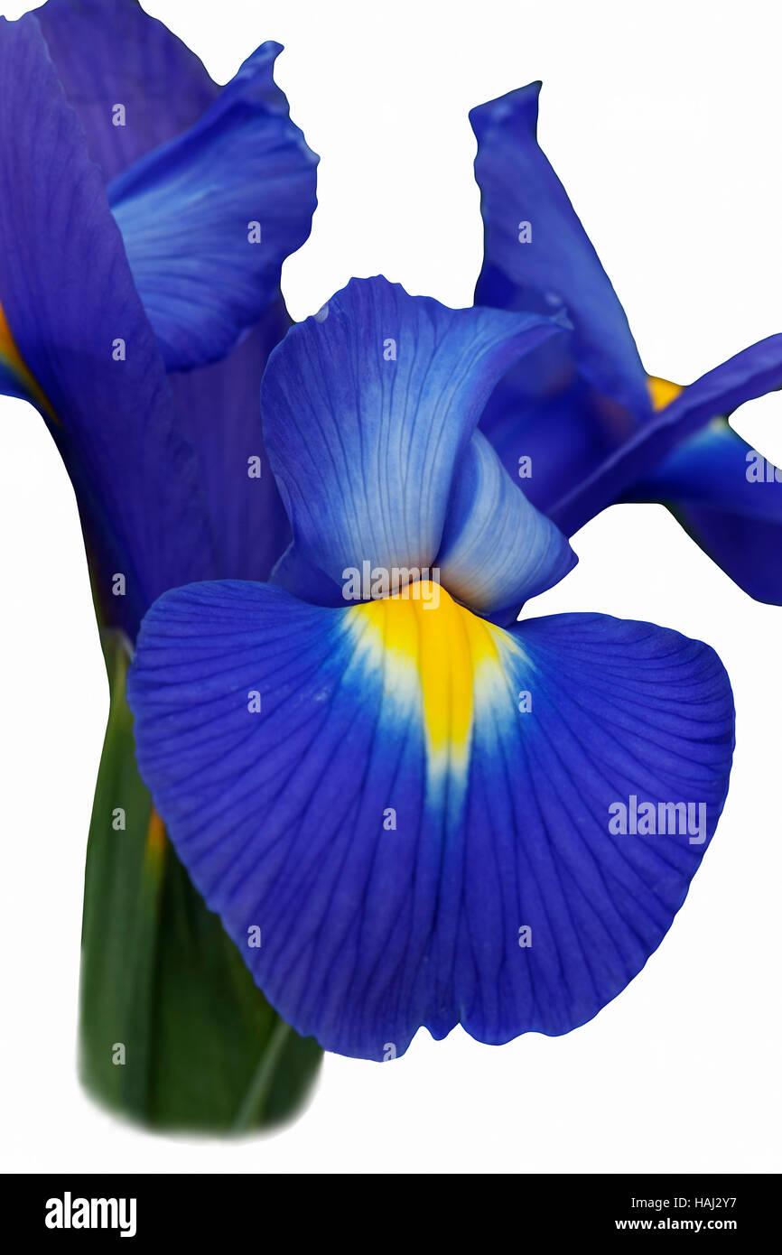 Dutch iris flower Stock Photo - Alamy