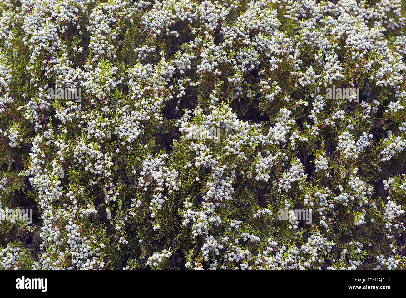 Oriental arborvitae cones Stock Photo