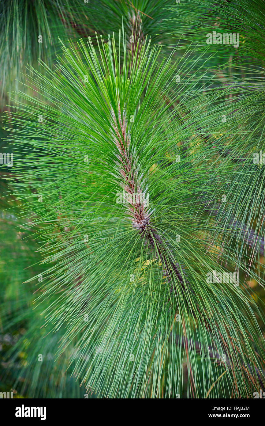 Longleaf pine Stock Photo