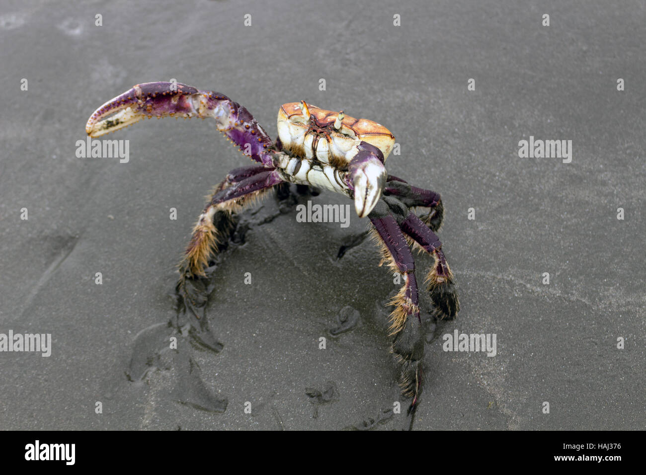 Mangrove crab (Ucides cordatus) known as 'caraguejo uçá' walking on the beach Stock Photo