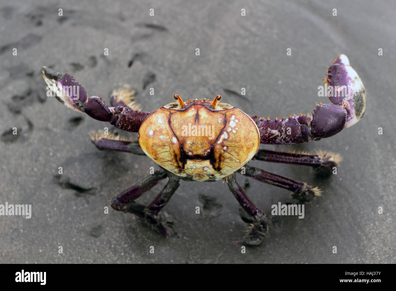 Mangrove crab (Ucides cordatus) known as 'caraguejo uçá' walking on the beach Stock Photo