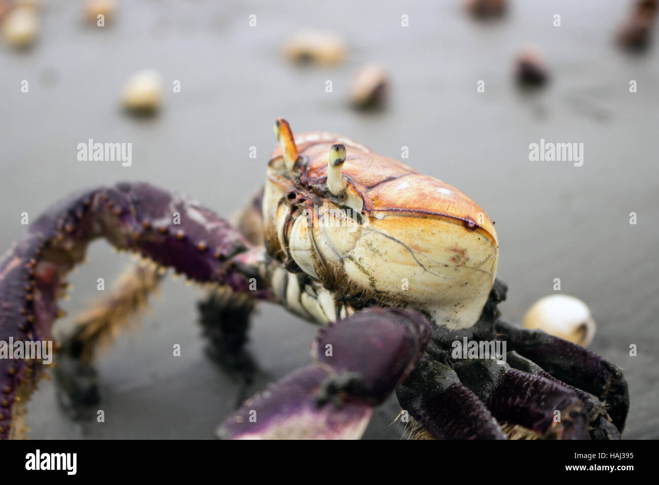 Mangrove crab (Ucides cordatus) known as 'caraguejo uçá' walking on the beach with seashells Stock Photo