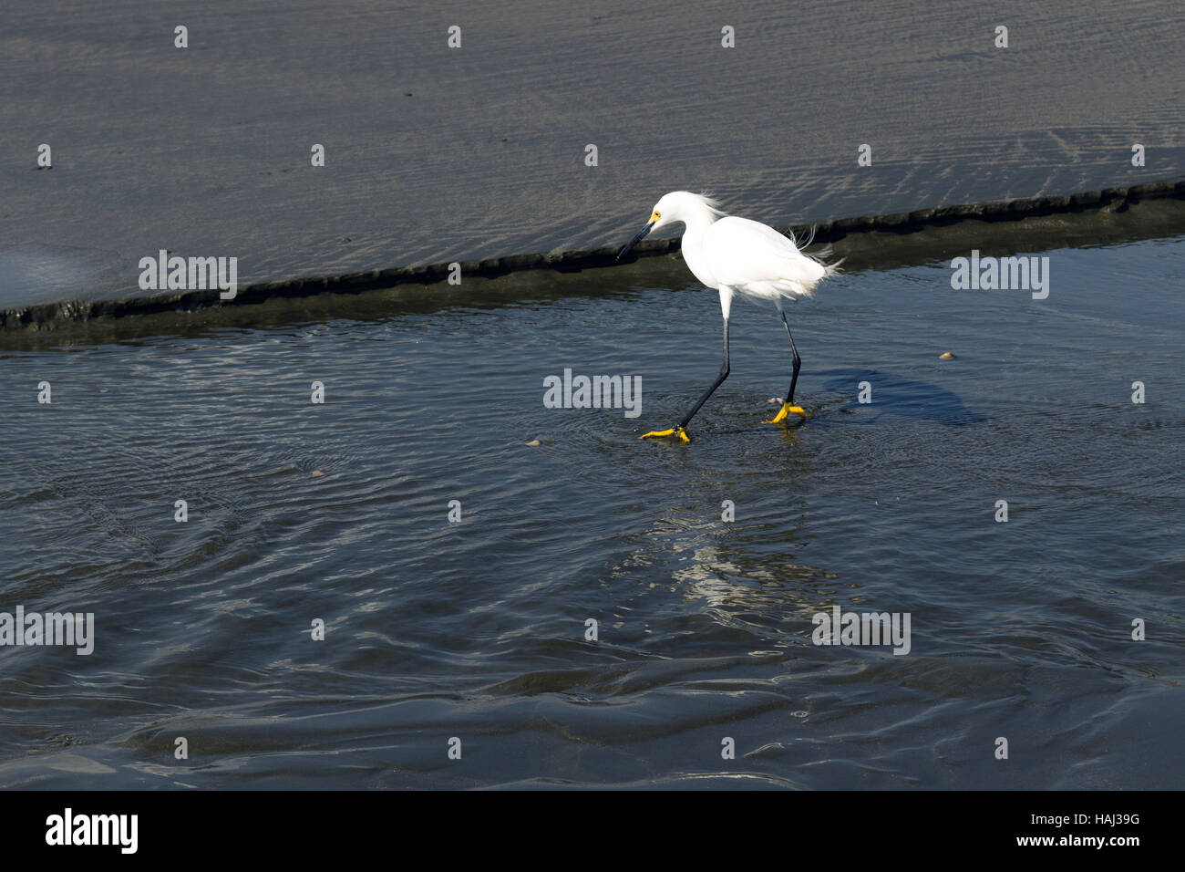Snowy egret (Egretta thula) fishing in a small water stream Stock Photo