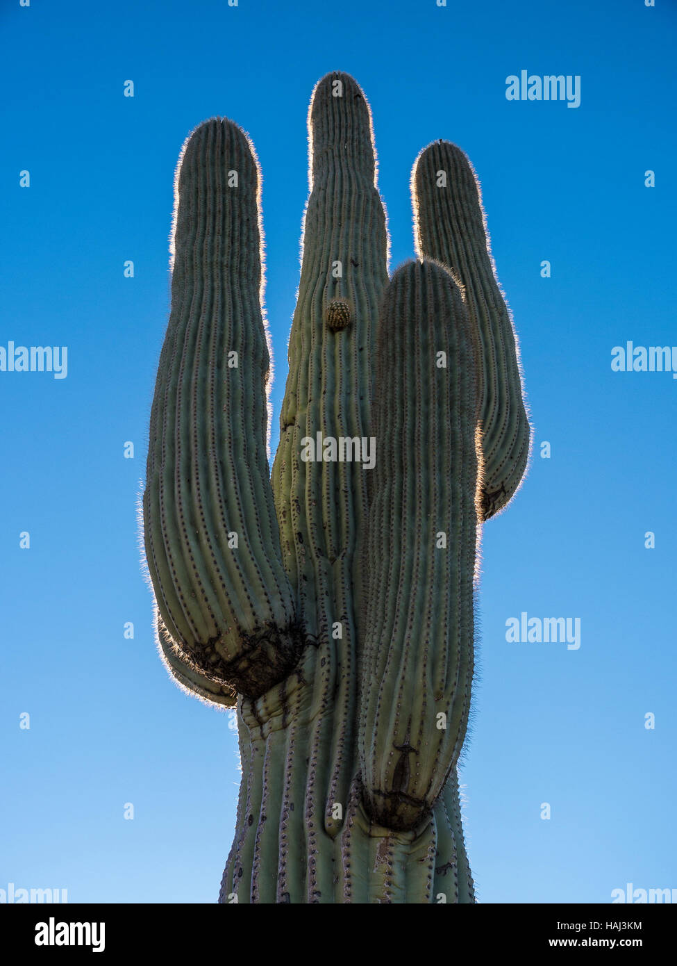 Saguaro cactus (Carnegiea gigantea) at Lost Dutchman State Park. Stock Photo
