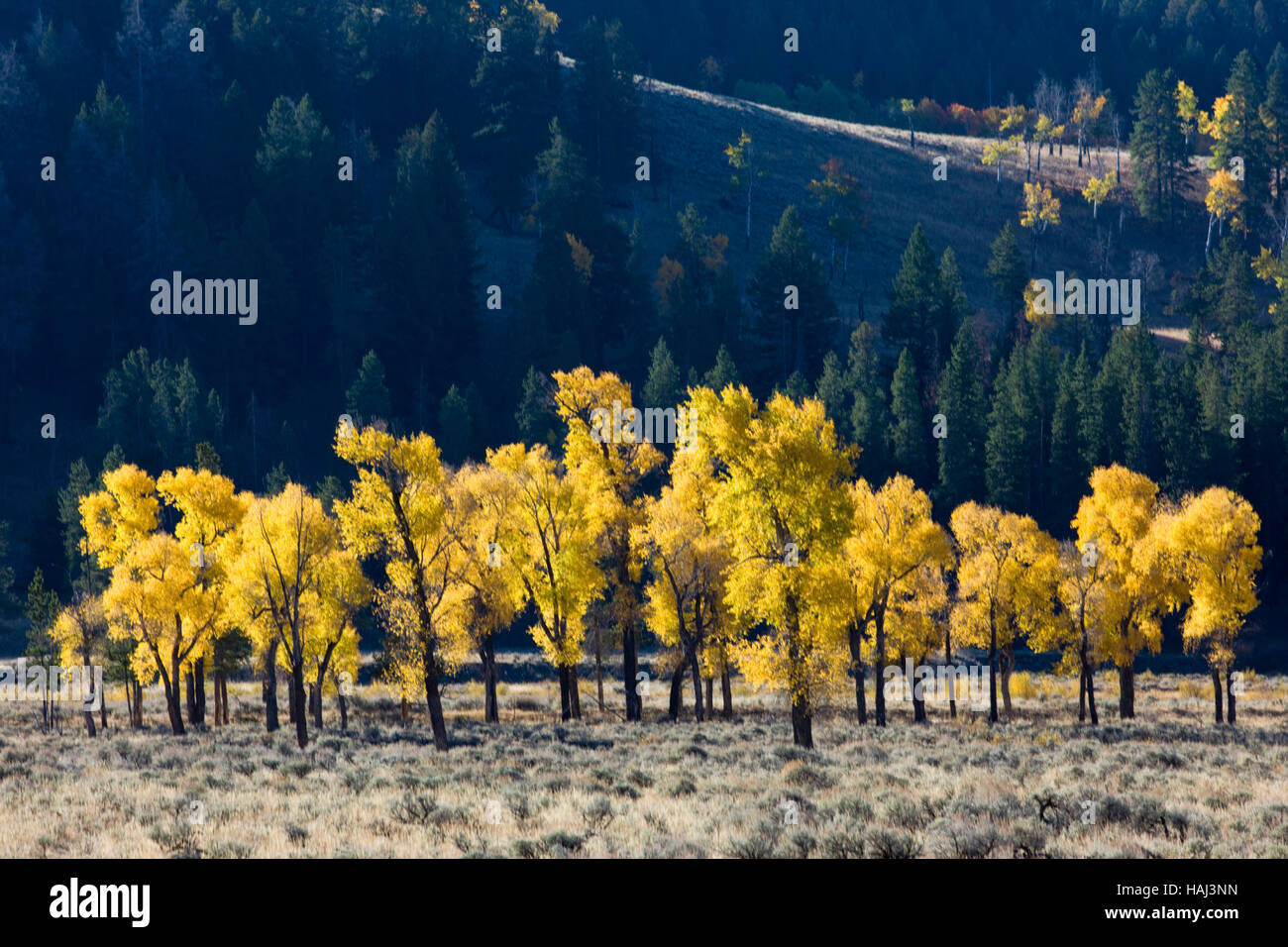 Aspen trees in fall color, Lamar Valley, Yellowstone National Park; Wyoming; USA Stock Photo