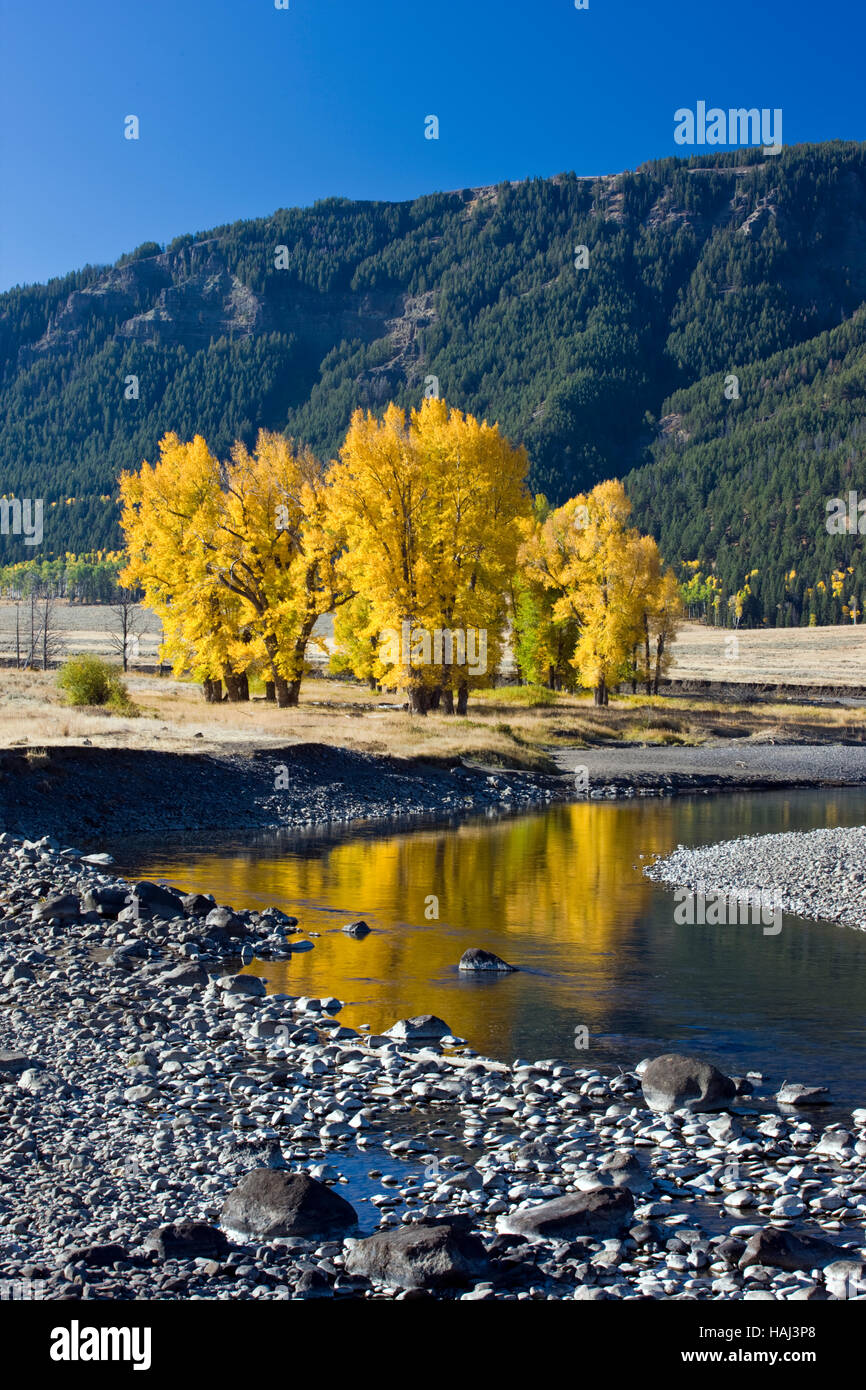 Aspen trees in fall color, Lamar River, Yellowstone National Park; Wyoming; USA Stock Photo