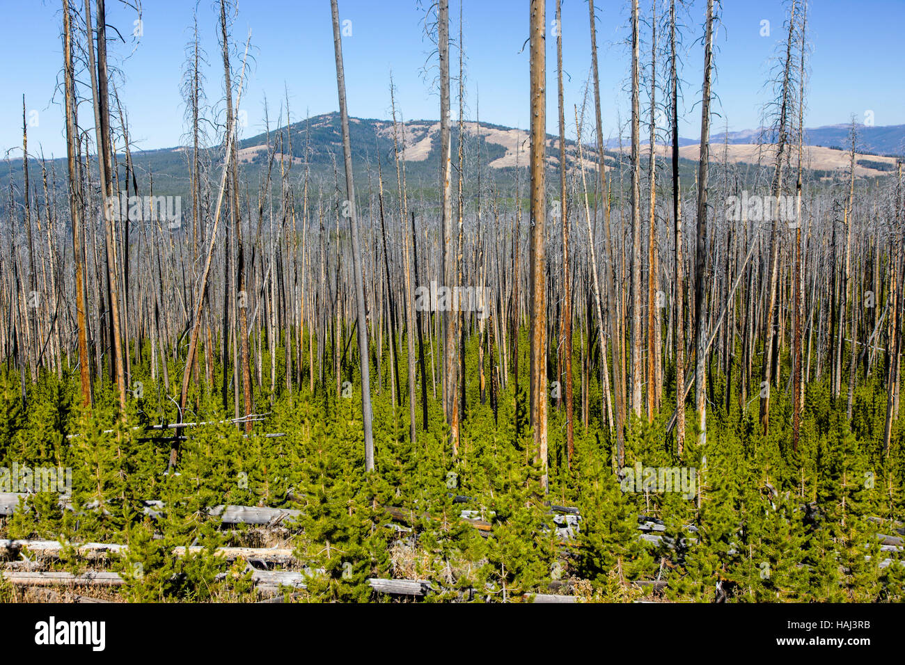 Regeneration of trees that burned in forest fires, near Dunraven Pass, Yellowstone National Park; Wyoming; USA Stock Photo