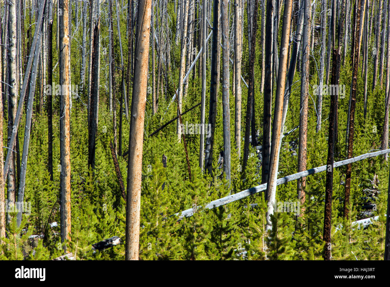 Regeneration of trees that burned in forest fires, near Dunraven Pass, Yellowstone National Park; Wyoming; USA Stock Photo