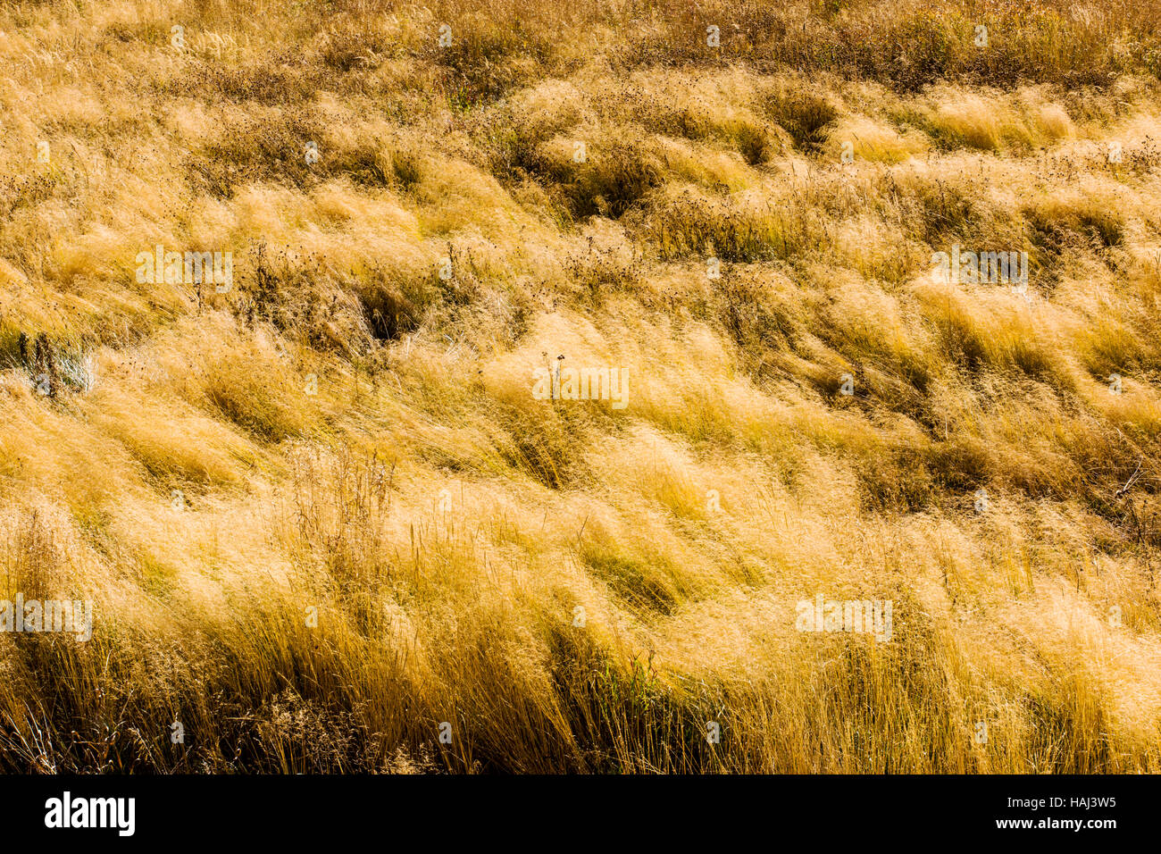 Grasses golden with fall color, near Phantom Lake, Blacktail Deer
