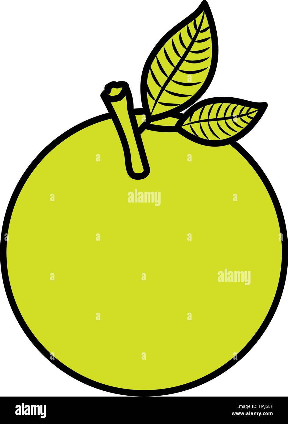 Isolated orange fruit design Stock Vector Image & Art Alamy