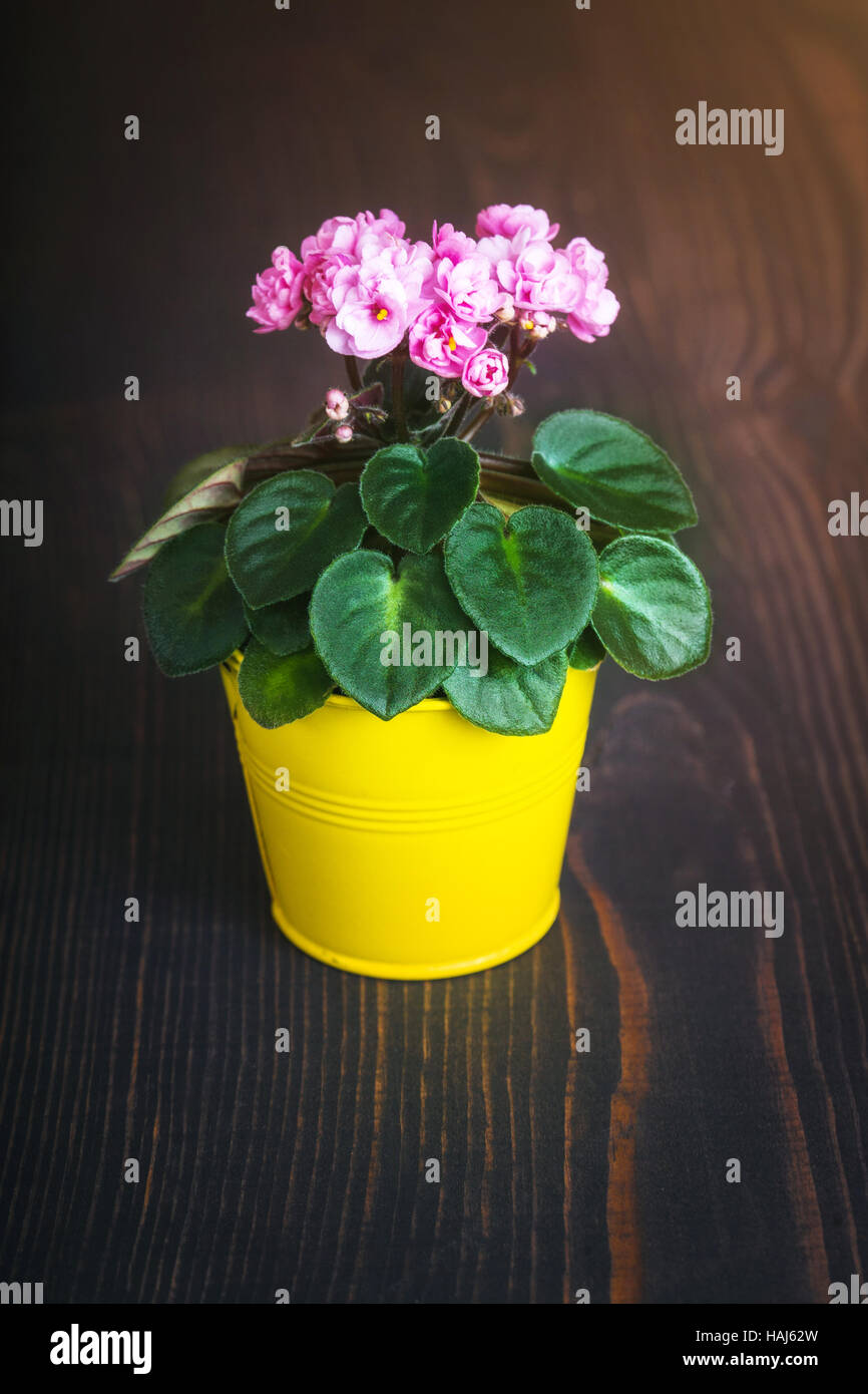 Pink Saintpaulia in a yellow flowerpot on a background close up Stock Photo