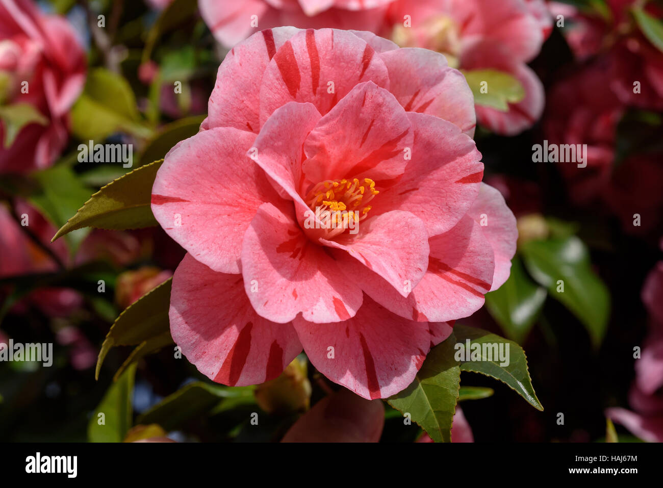 Variegated Pink Camellia flower in garden Stock Photo