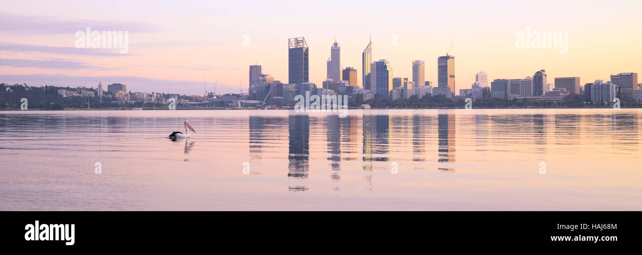 An Australian Pelican on the Swan River at sunrise Stock Photo