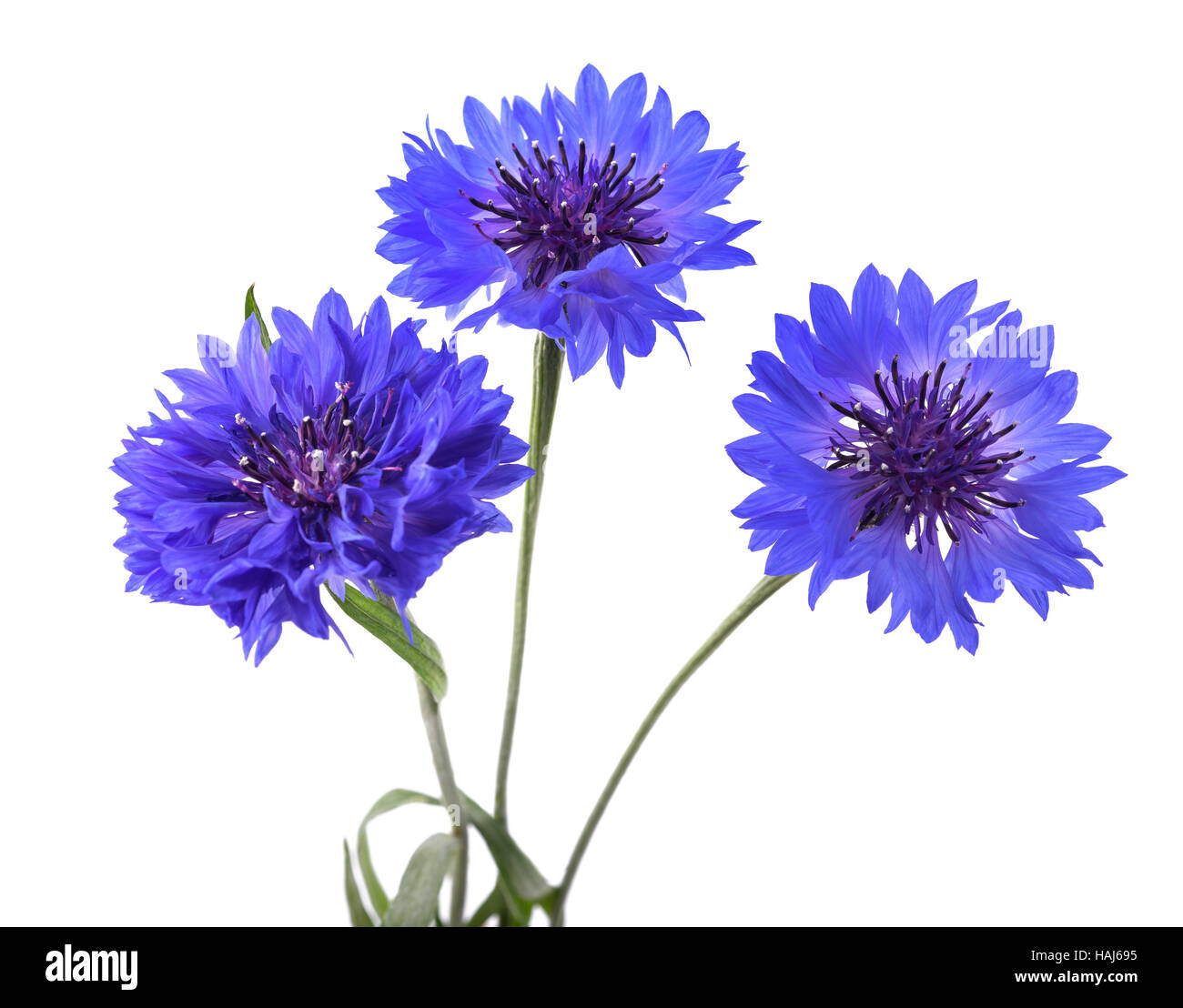 Blue cornflowers (Cyanus segetum) isolated on white background Stock Photo