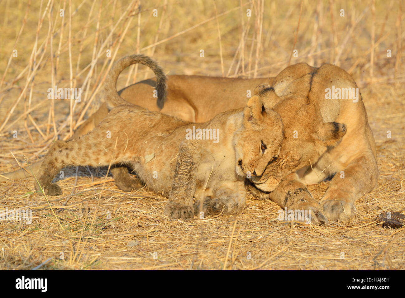 Lioness and cub Stock Photo