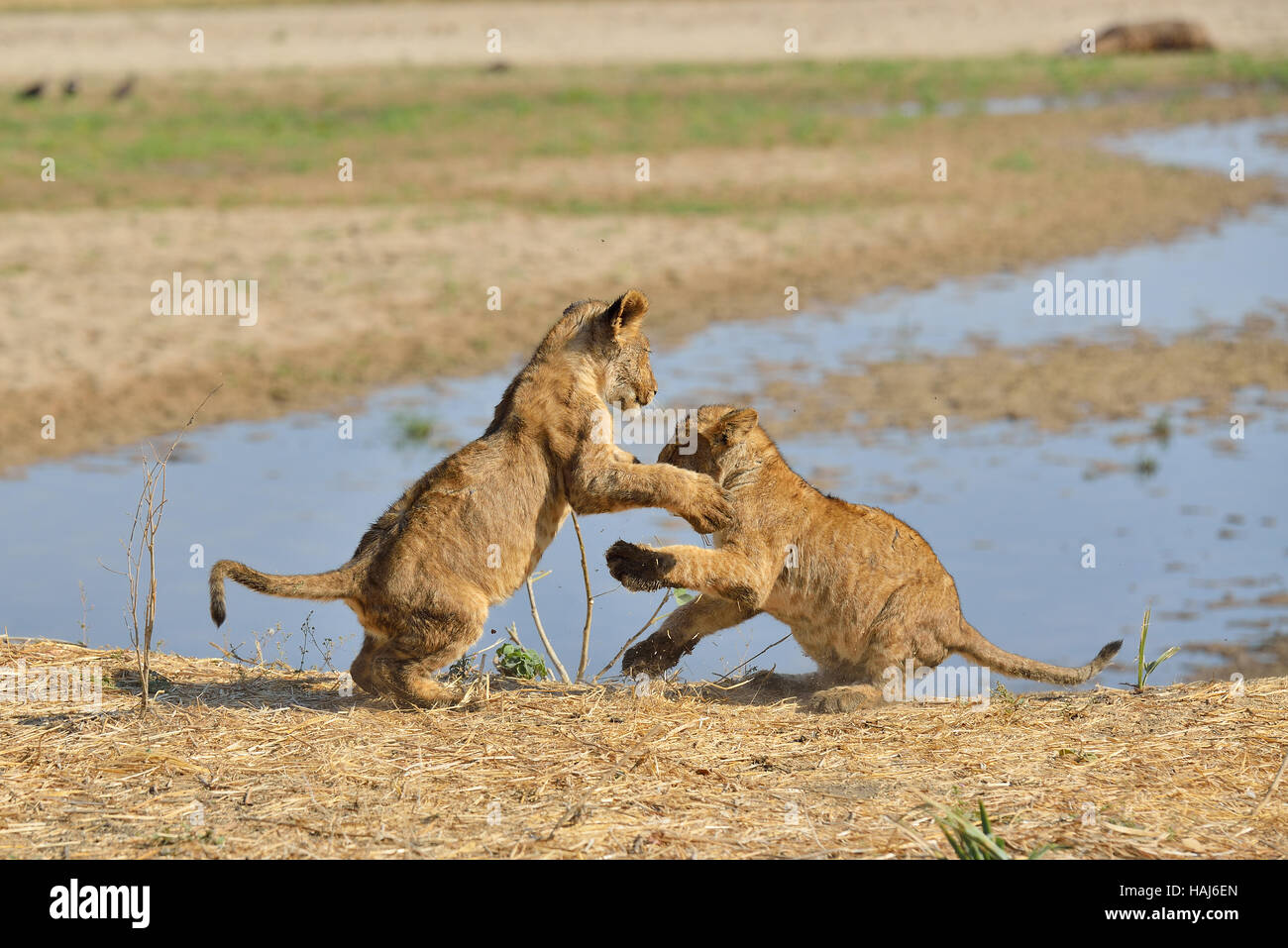 Lion Cubs playing Stock Photo