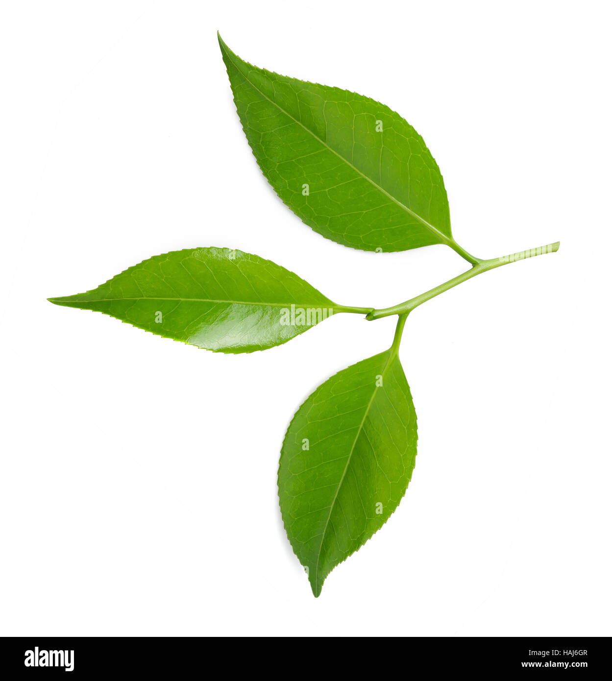 tea sprig isolated on white background Stock Photo