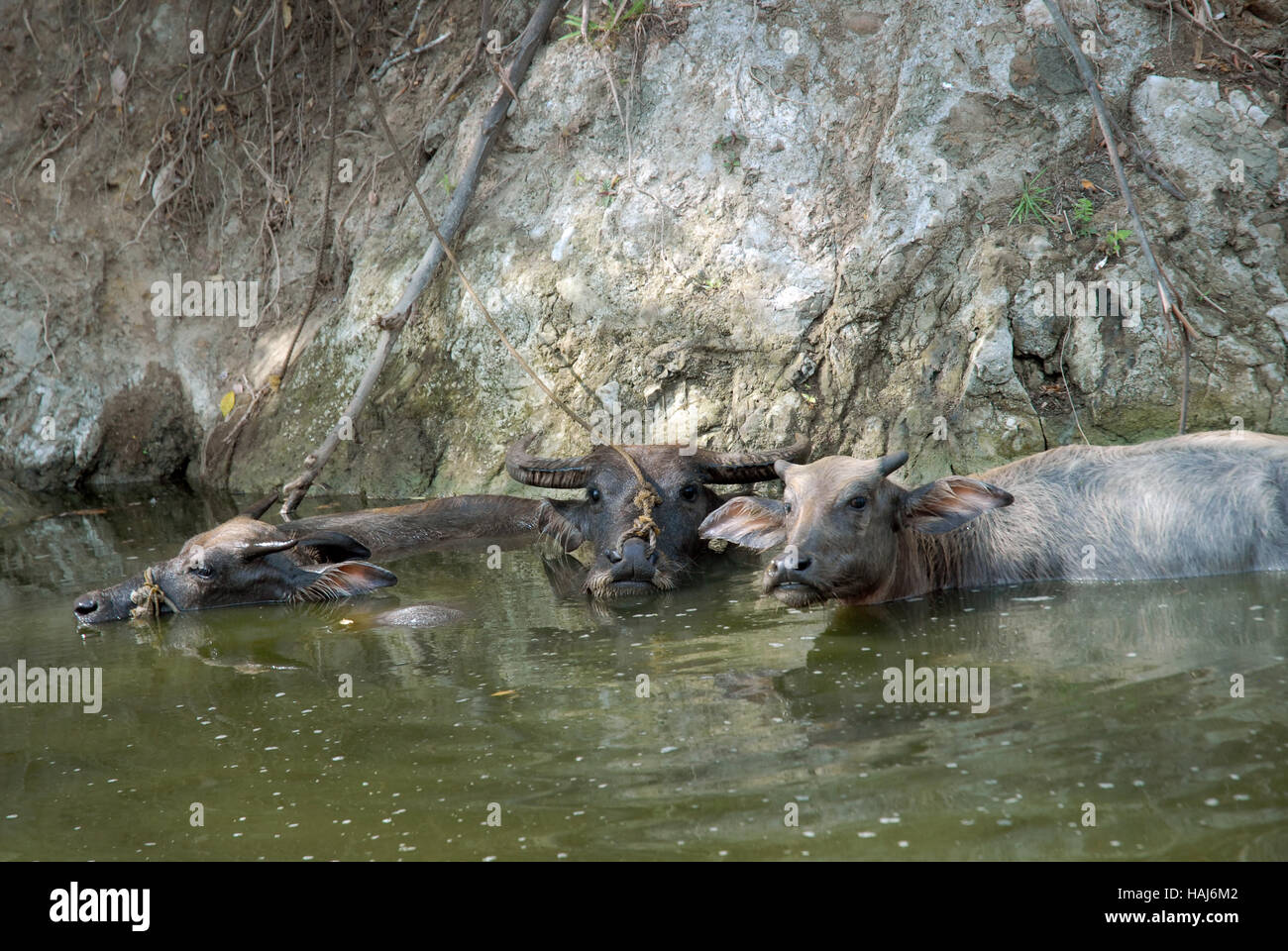 Using the water for protection from the sun and flies, a group of water