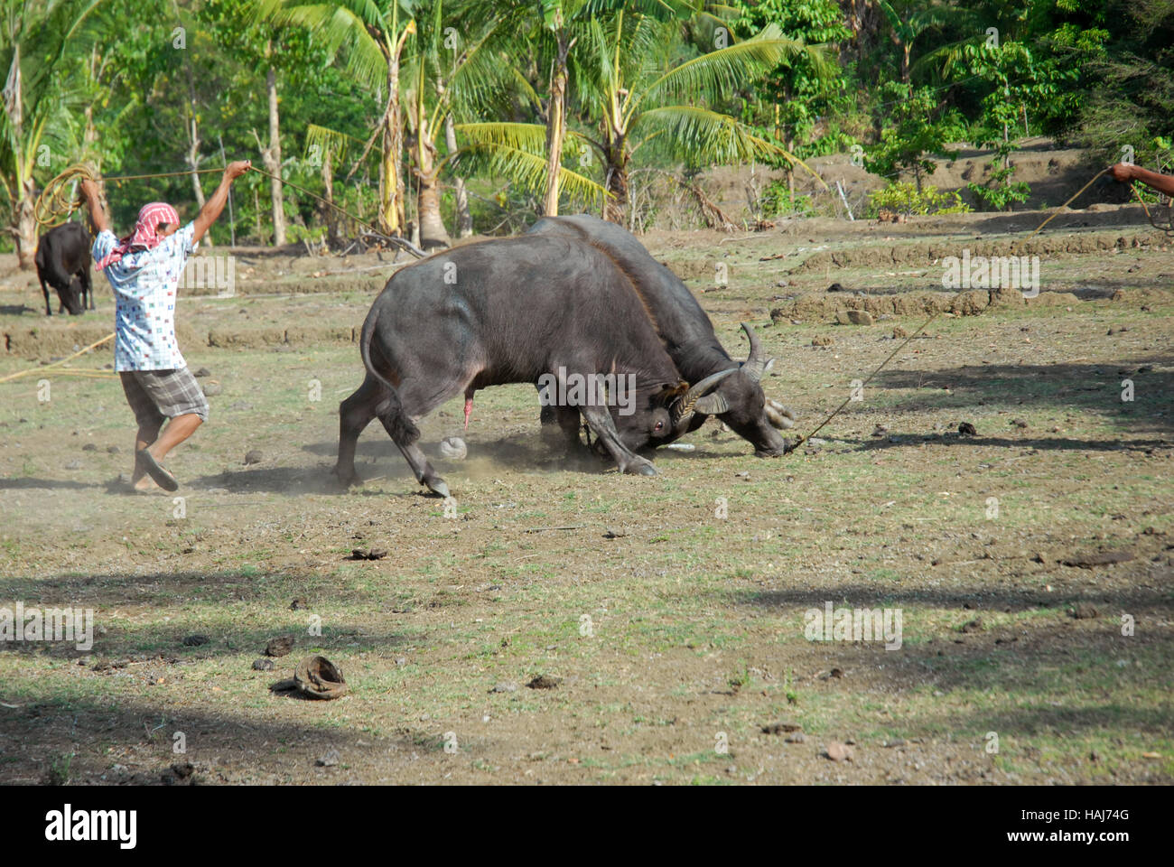 Two Carabao fighting on rice field, Philippines Stock Photo - Alamy