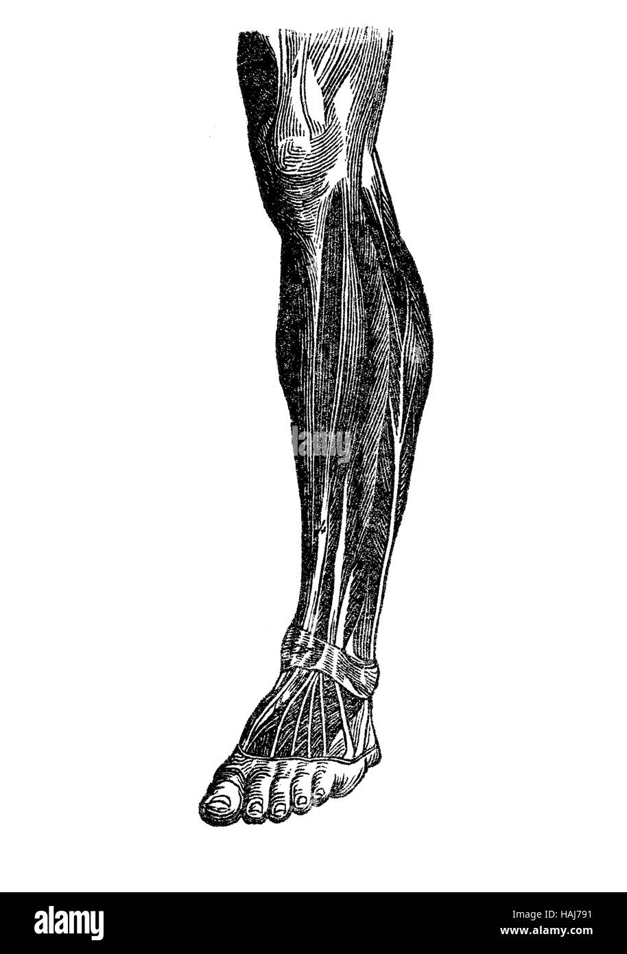 Anatomy, human musculature; foot, shank,knee Stock Photo