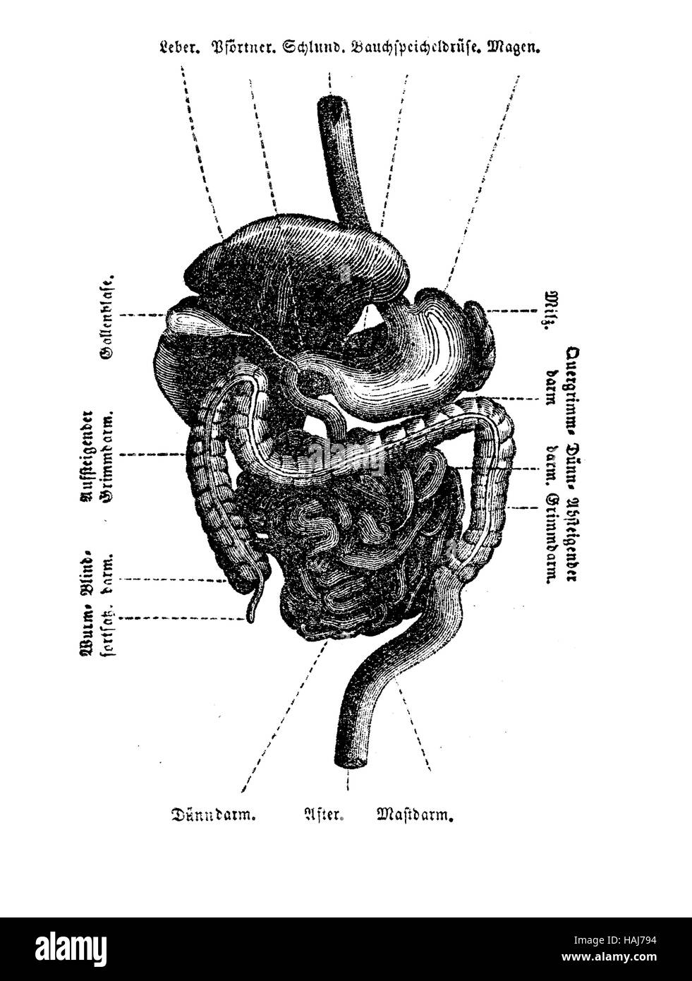 Anatomy, abdomen cavity organs table, engraving XIX century Stock Photo