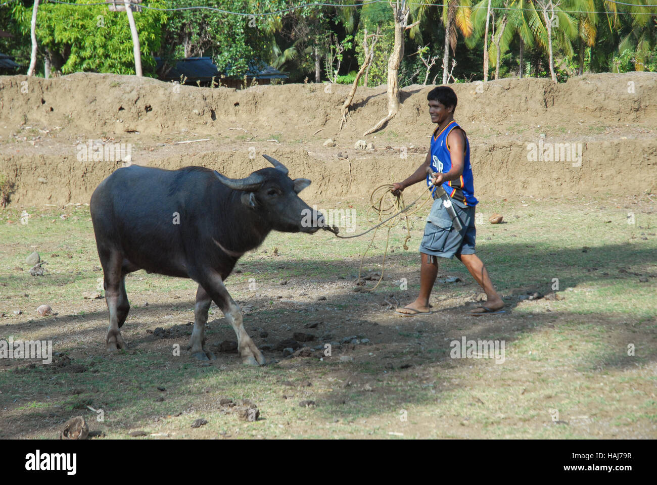 Farmer with his WATER BUFFALO (Carabao), in a rice field, Philippines. Stock Photo