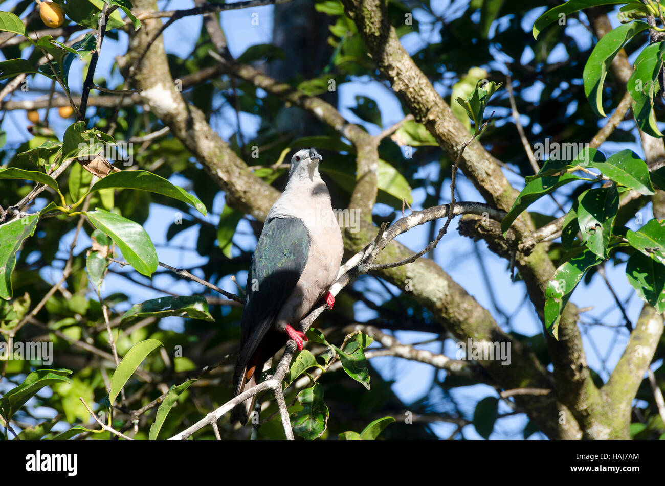 Pacific imperial pigeon, Anaiki, Niue, South Pacific, Oceania Stock Photo