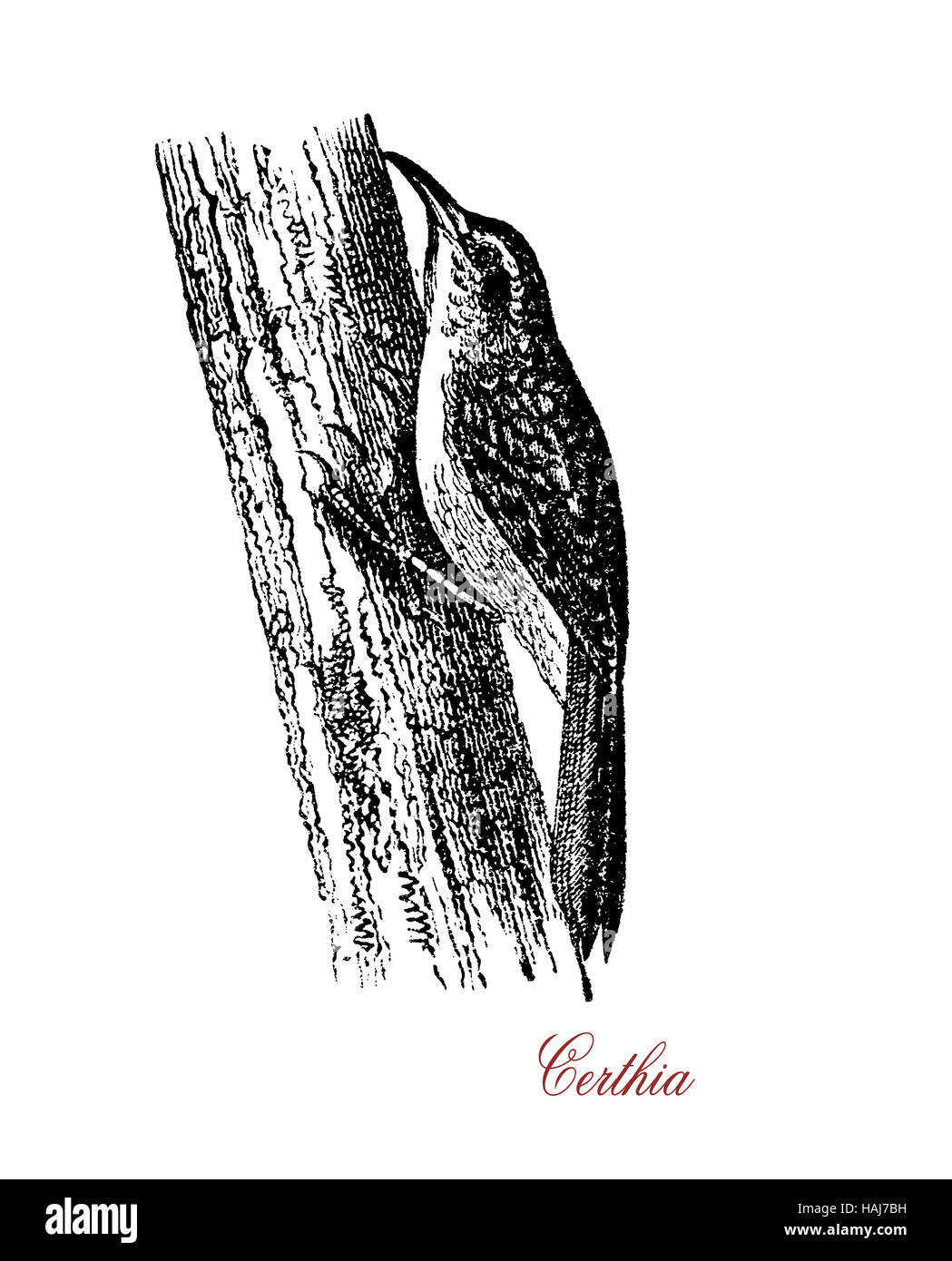 Certhia or treecreeper is a small woodland bird brown and white with tiny pointed bill to capture insects from bark. The  feathers of the tail are stiff and used as support on vertical trees. Stock Photo