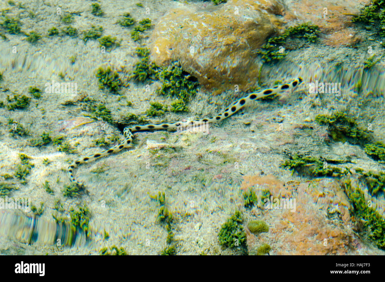 Spotted sea snake in pool on coral reef, Avaiki, Niue, South, Pacific, Oceania Stock Photo