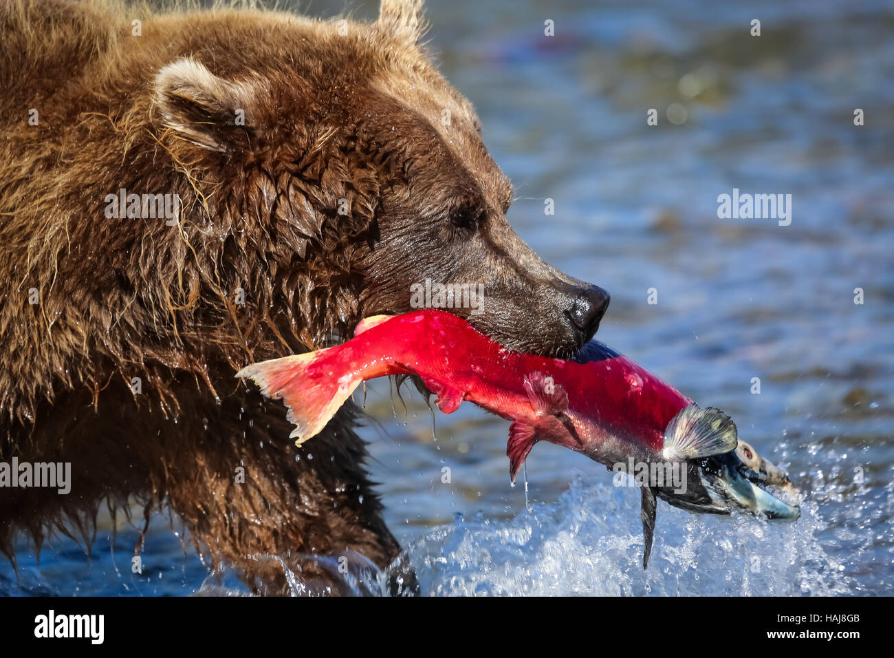 A brown bear in Alaska with just caught red salmon in its mouth Stock ...