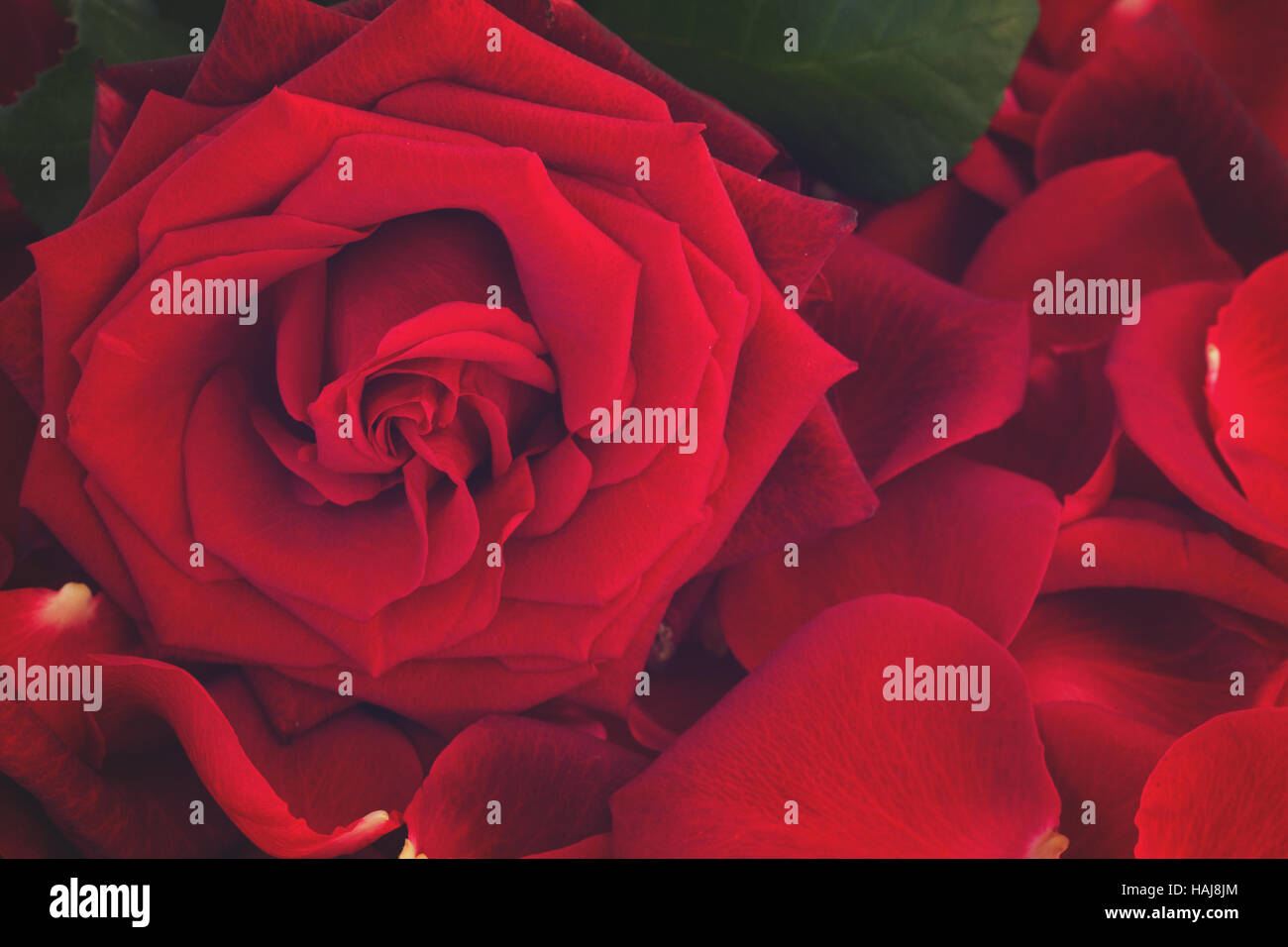 fresh red rose with petals Stock Photo