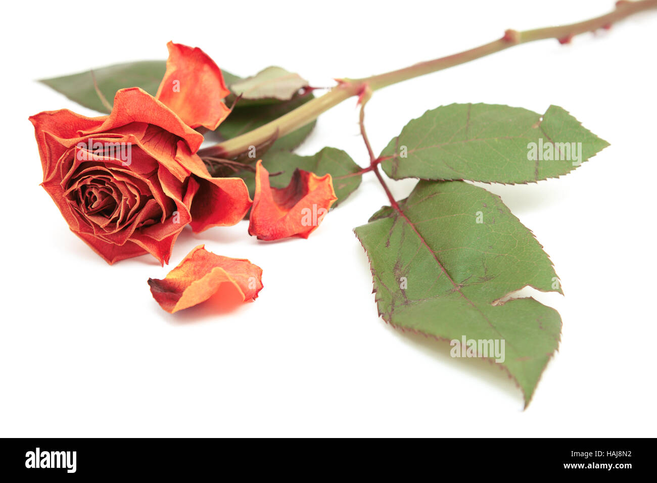 Dying pink rose bloom with dropped petals and a long stem on a white background Stock Photo
