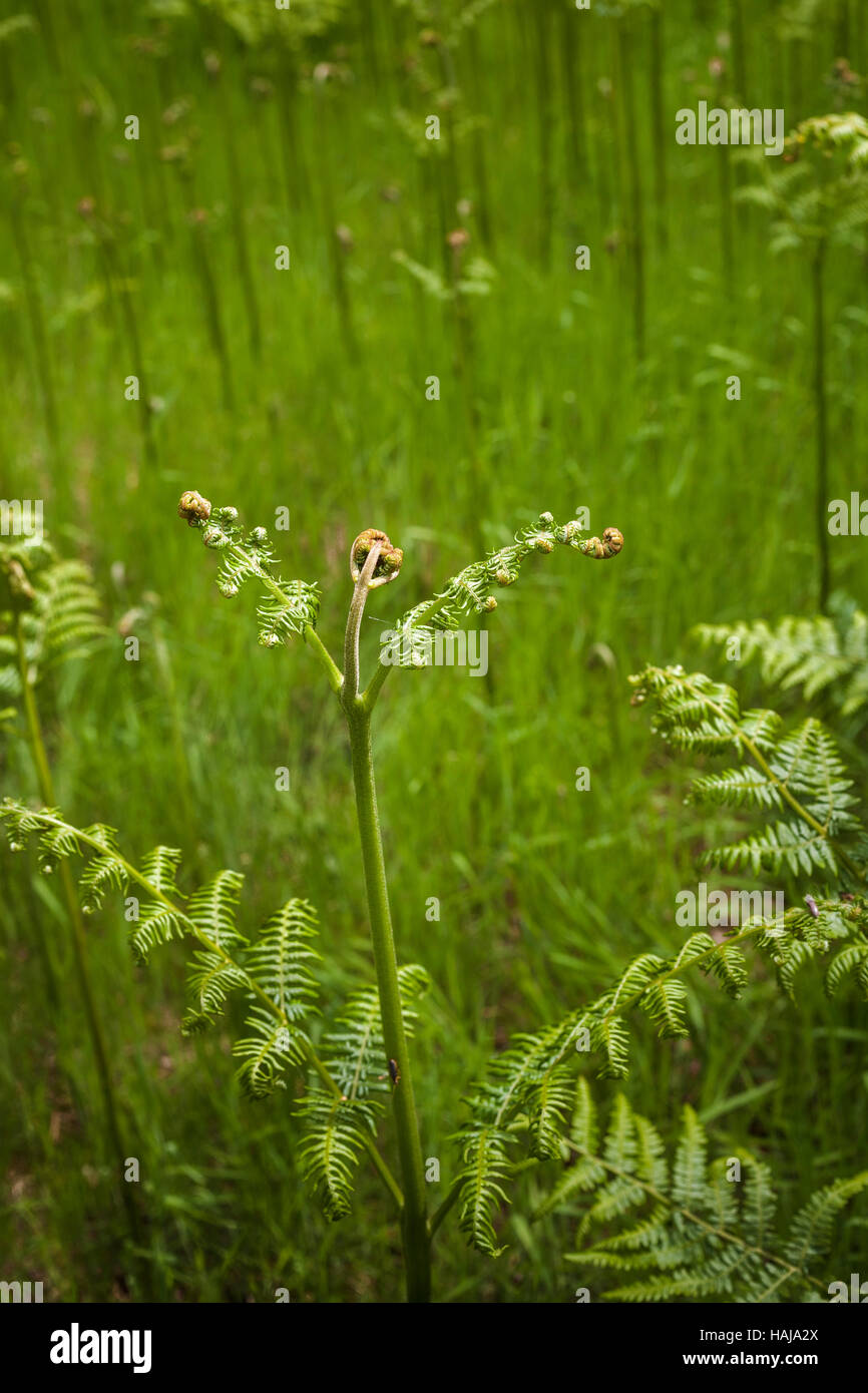 Scotland scottish highlands fern ferns green hires stock photography