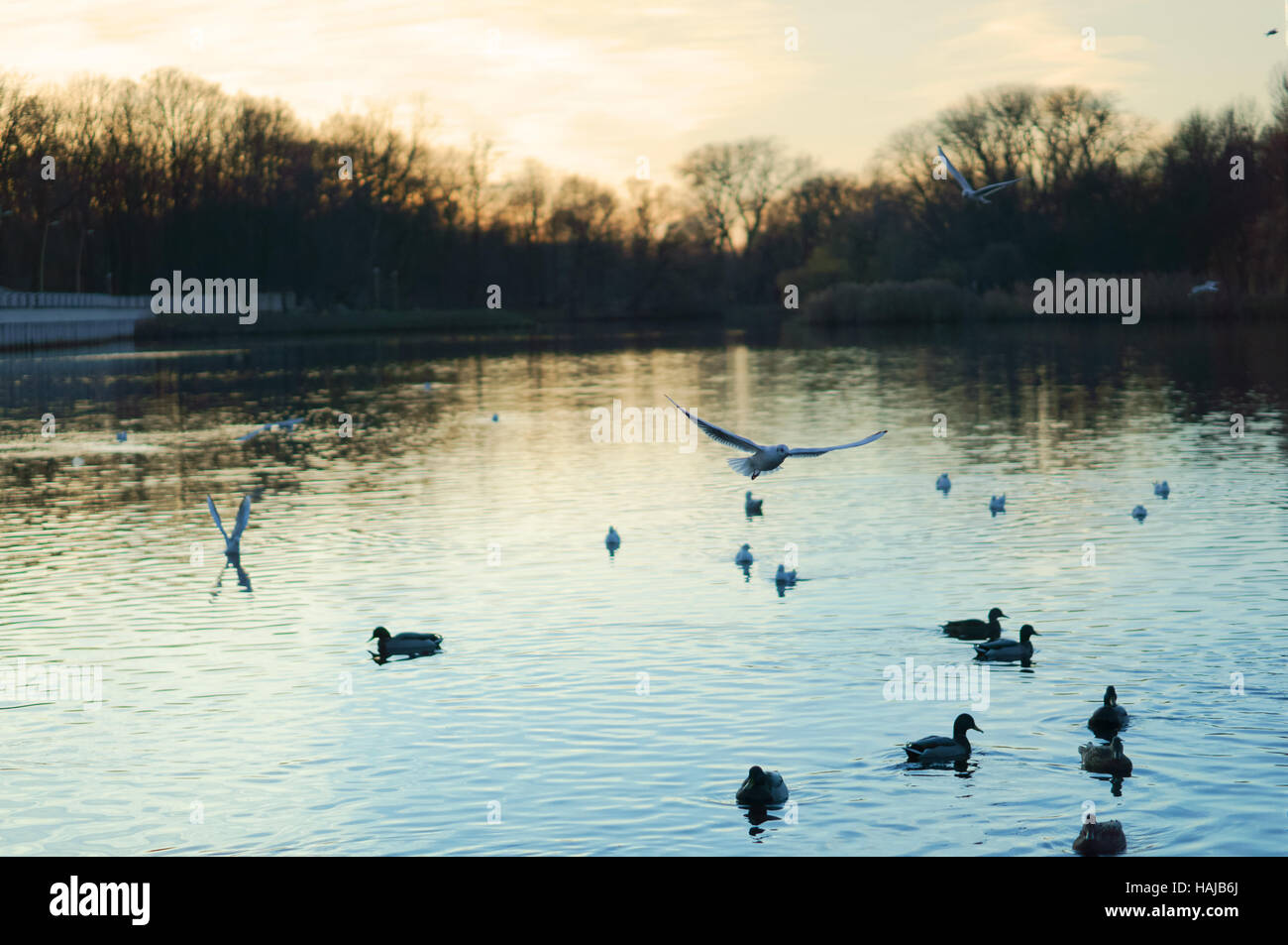 swans, gulls, ducks in the evening in the Park on the lake, quietly swimming Stock Photo