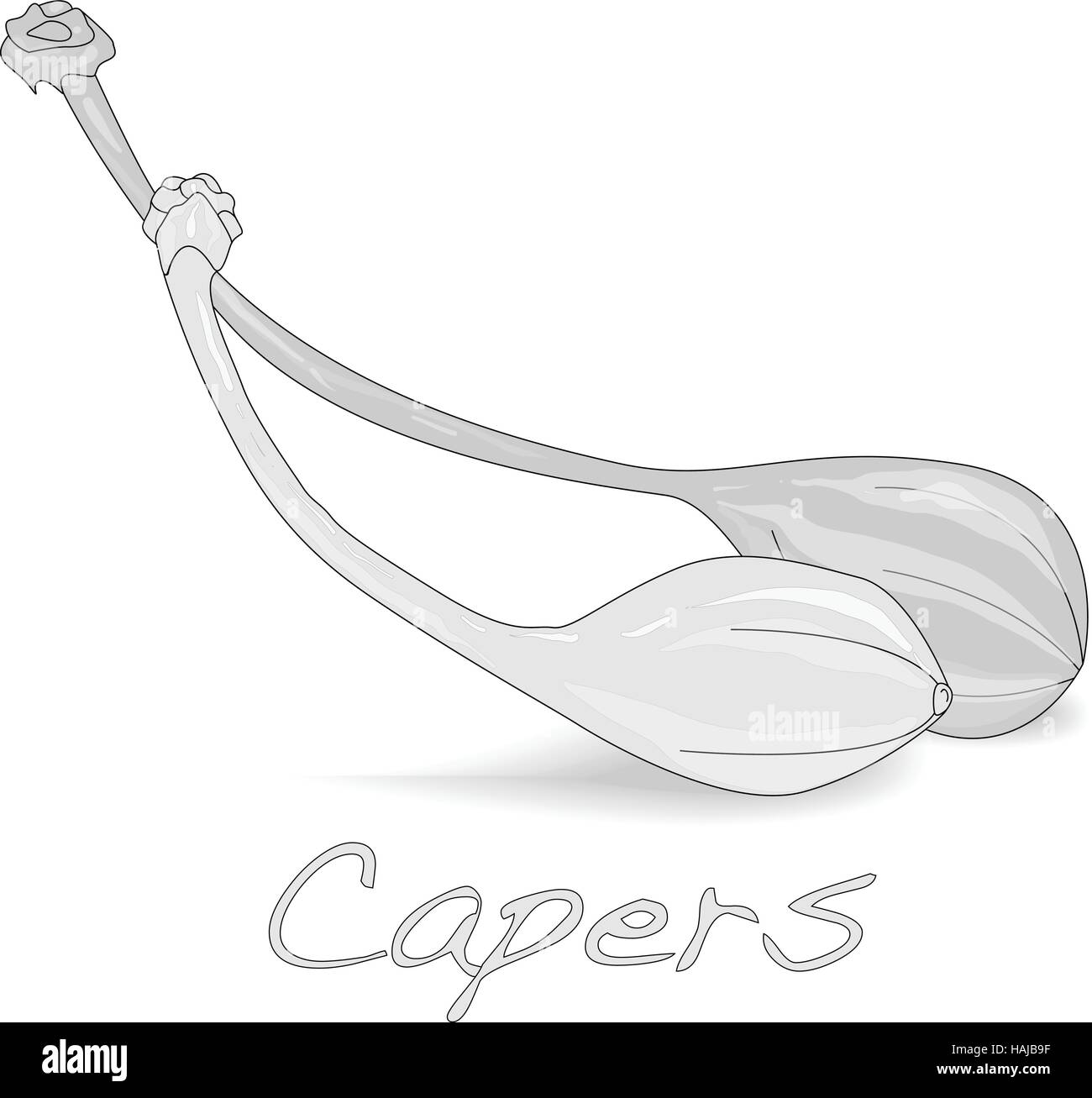 Canned capers vector illustration on white background Stock Vector ...