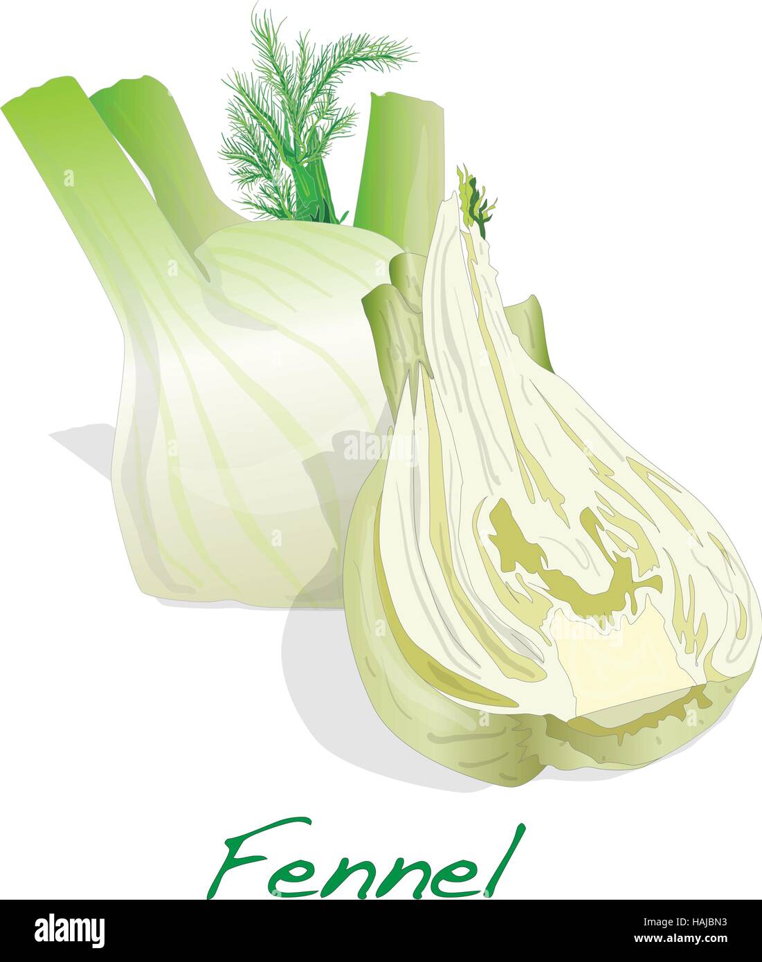 Fresh fennel bulb vector isolated on white background close up Stock Vector