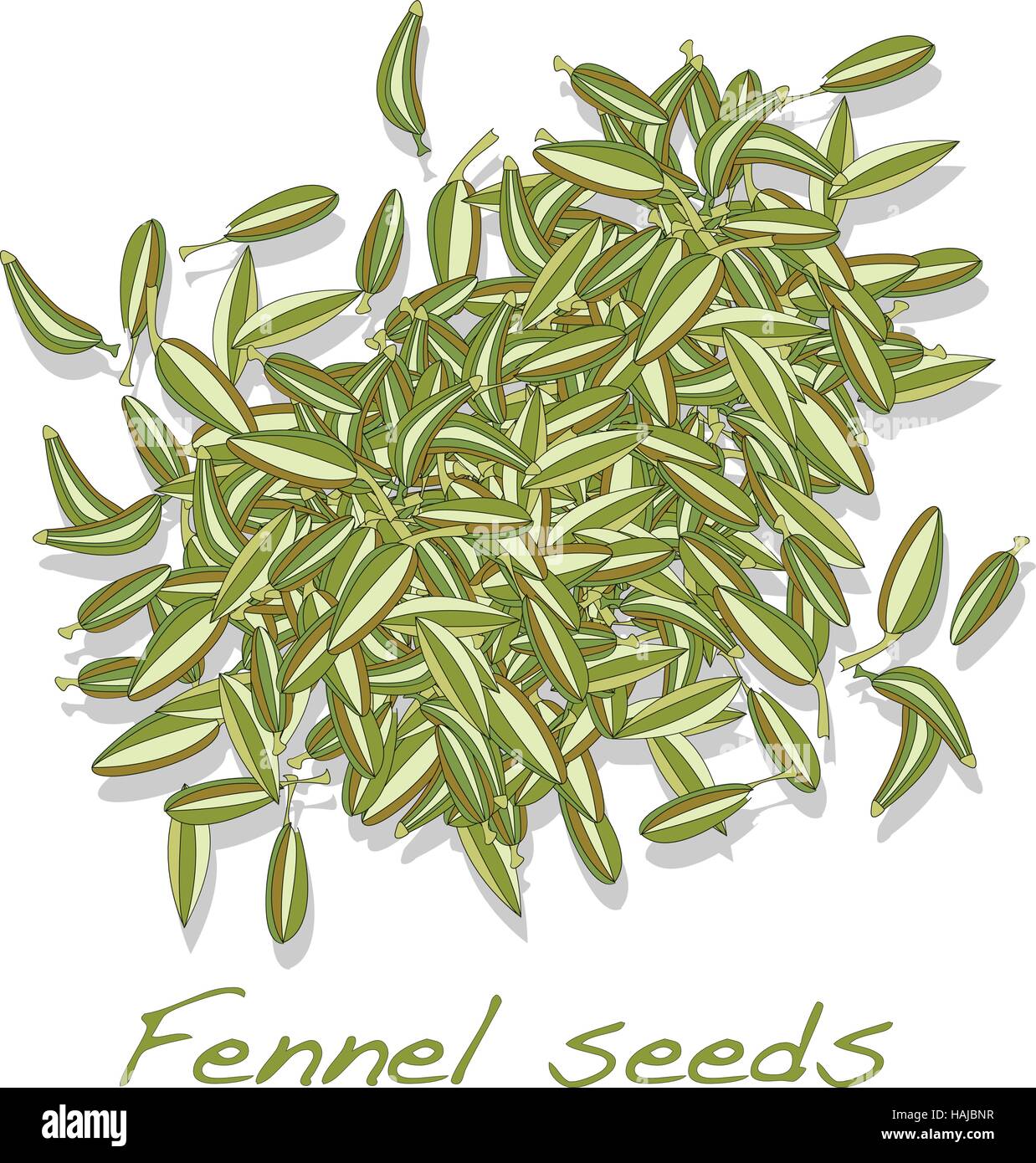 fennel seeds vector on white background Stock Vector Image & Art Alamy
