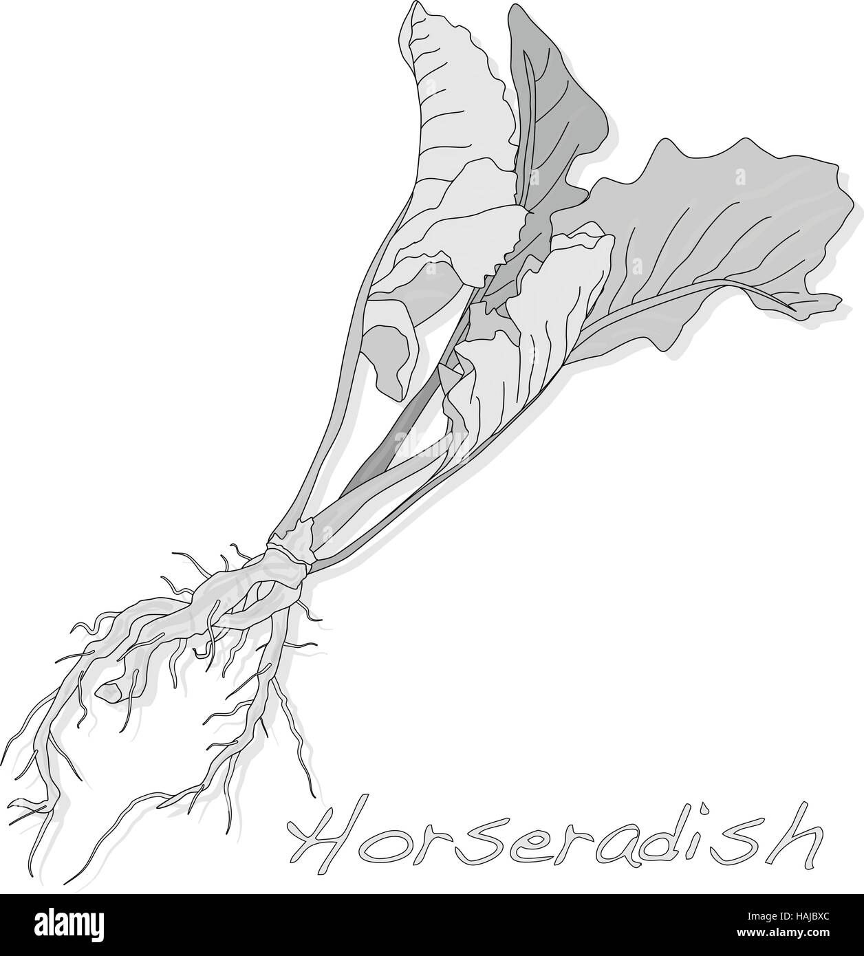 Isolated horseradish root vector on the white background Stock Vector