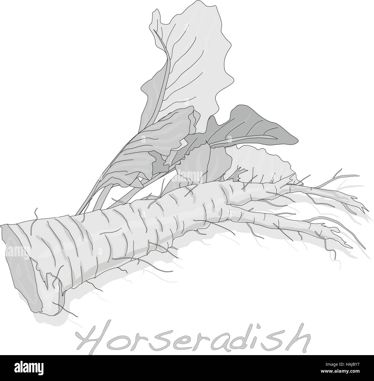 Isolated horseradish root vector on the white background Stock Vector