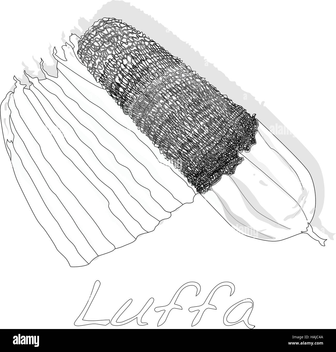 Luffa cylindrica Black and White Stock Photos & Images - Alamy