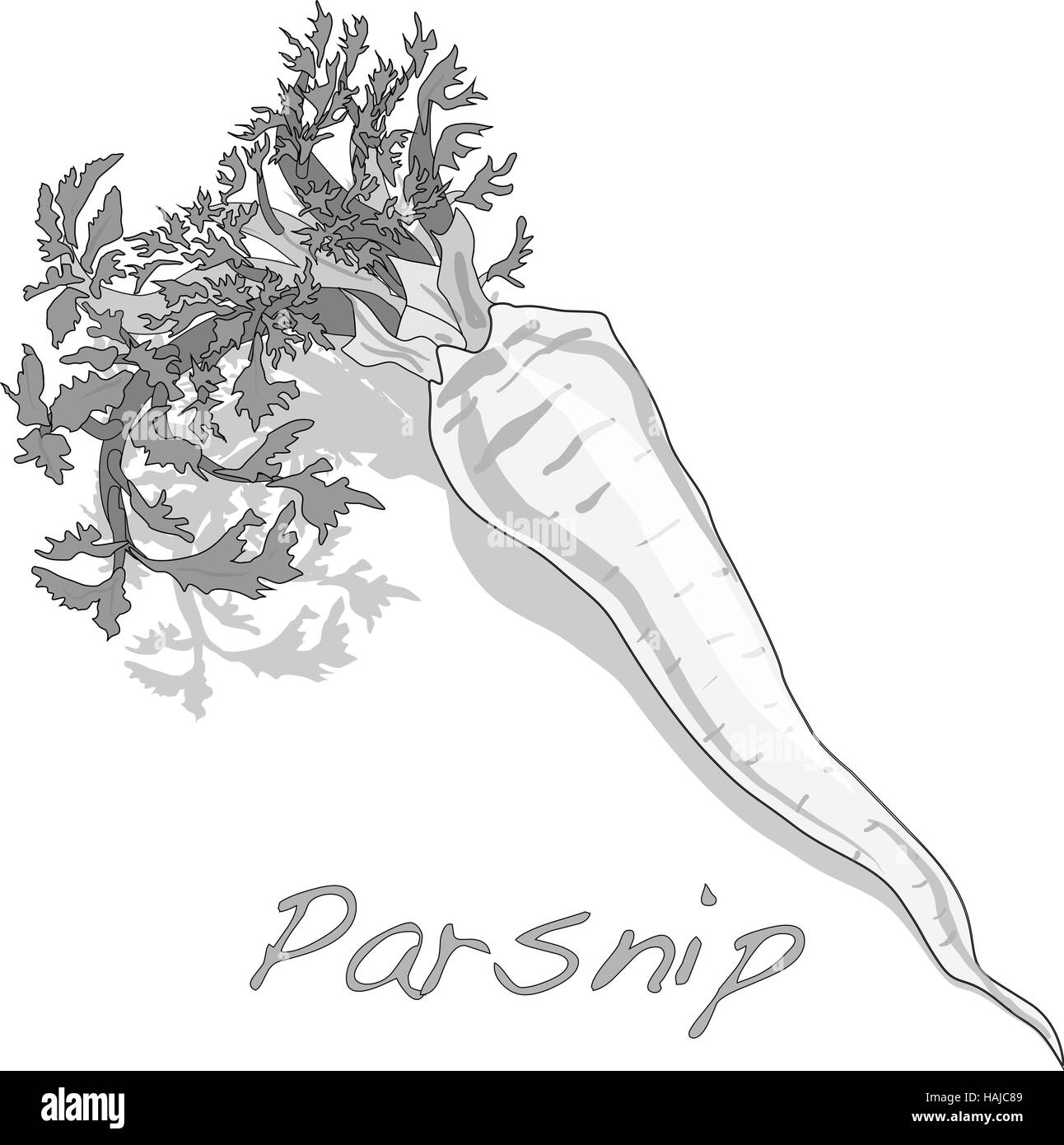 Fresh parsnip root on a white background. Vector Stock Vector Image ...