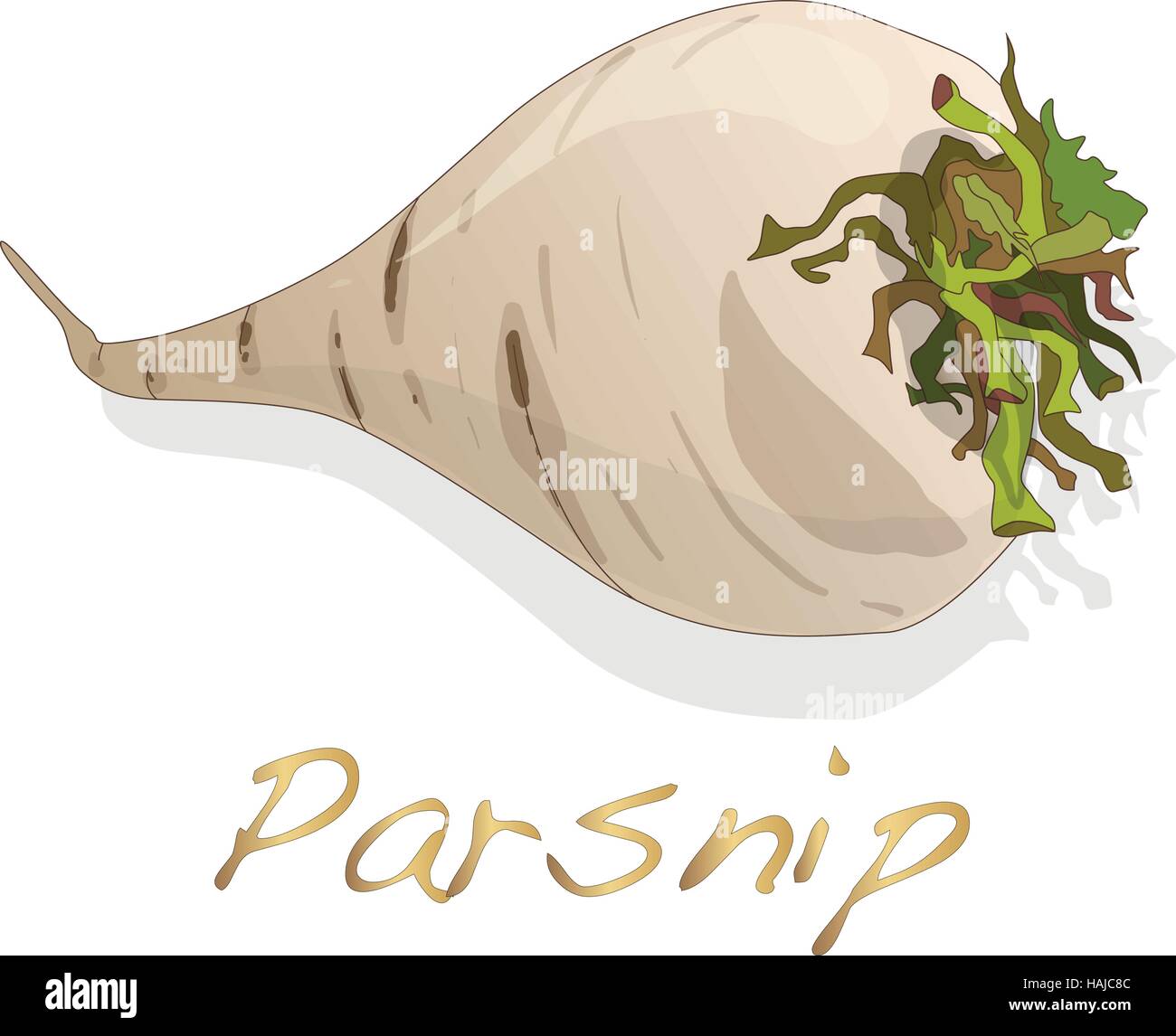 Fresh parsnip root on a white background. Vector Stock Vector Image ...