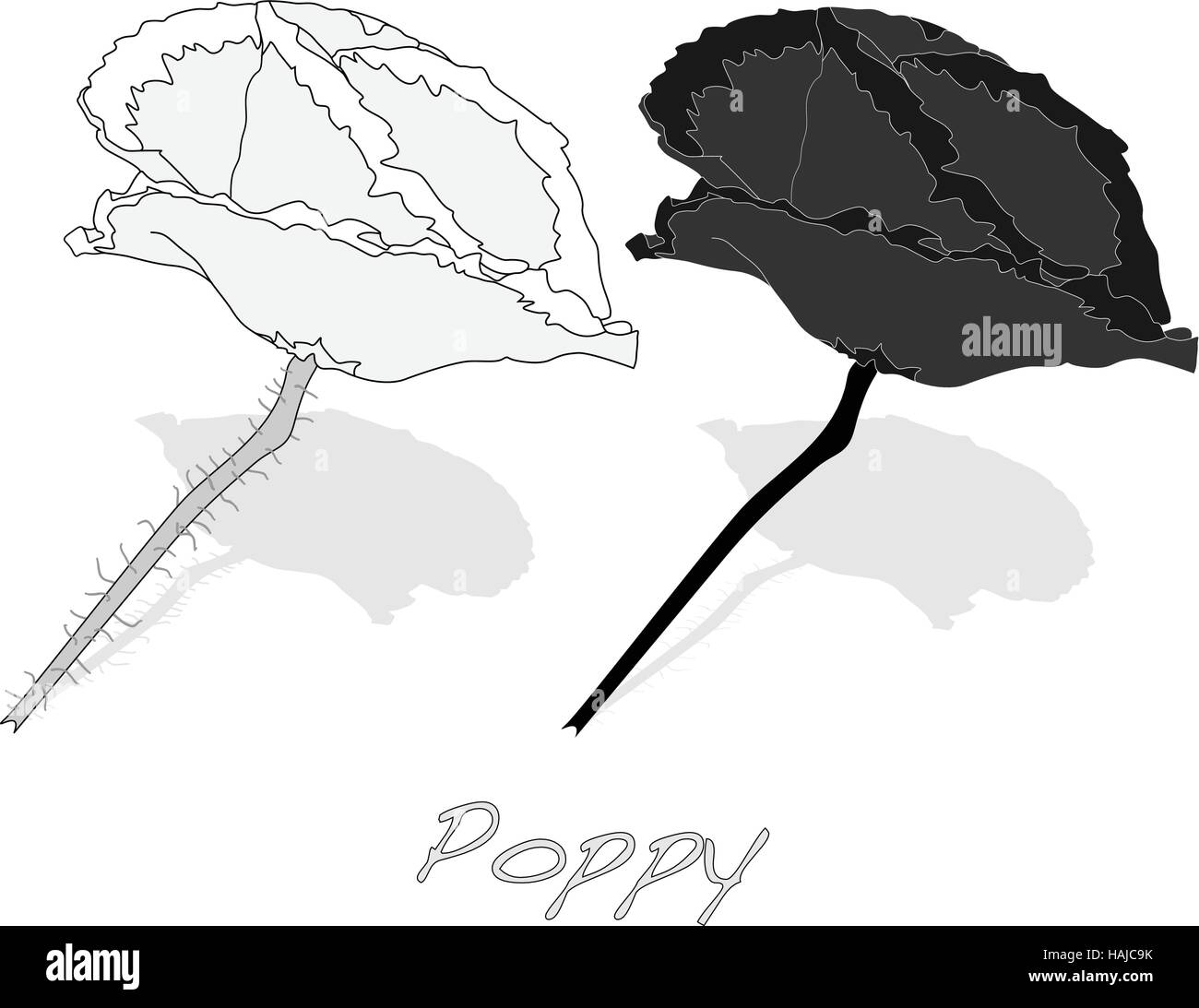Poppy flower isolated on white background, vector illustration Stock ...