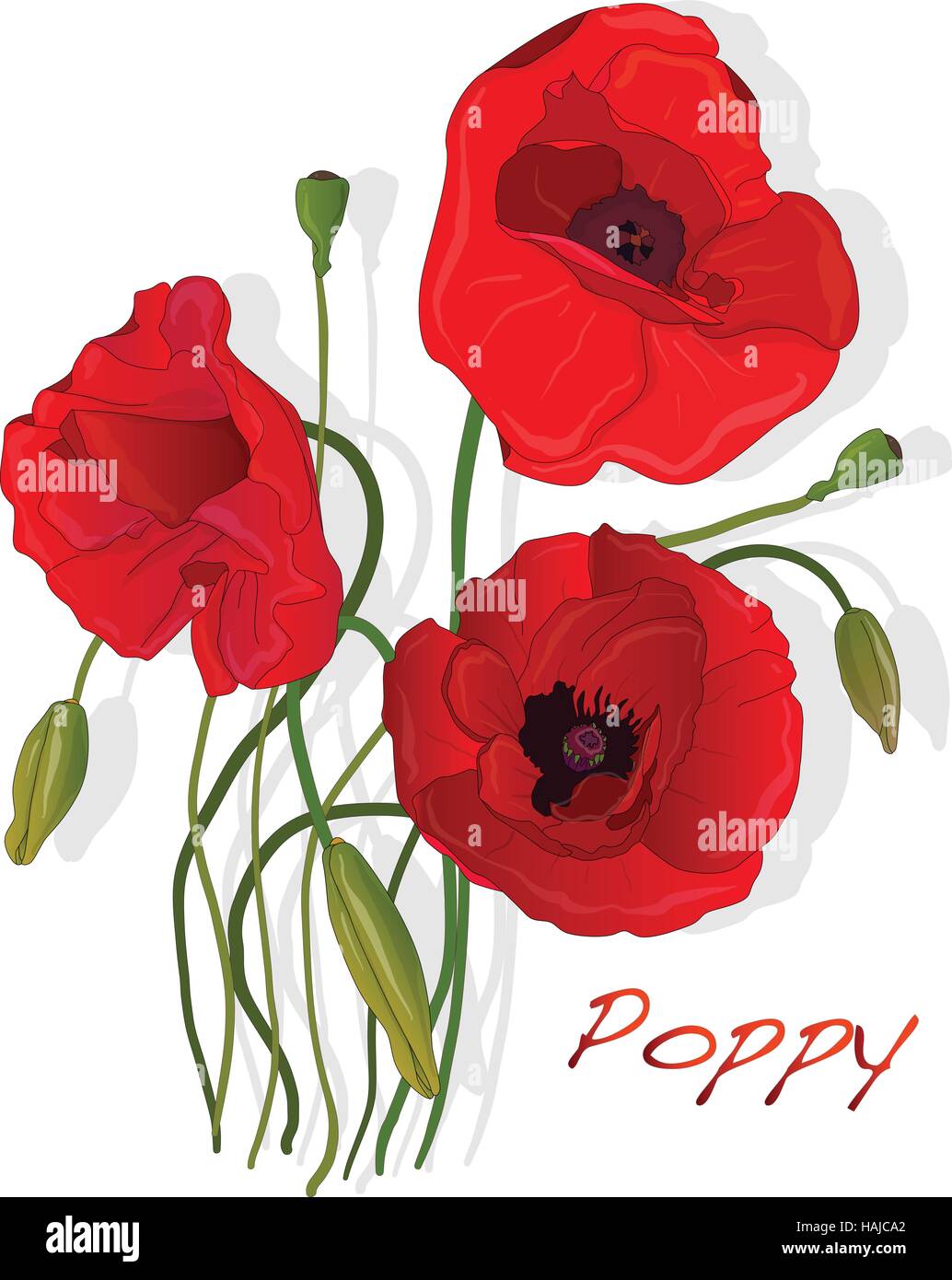 Red Poppy flower isolated on white background, vector illustration