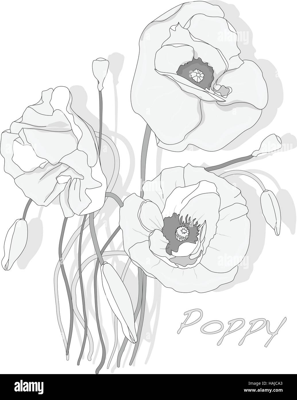 Poppy flower isolated on white background, vector illustration Stock ...
