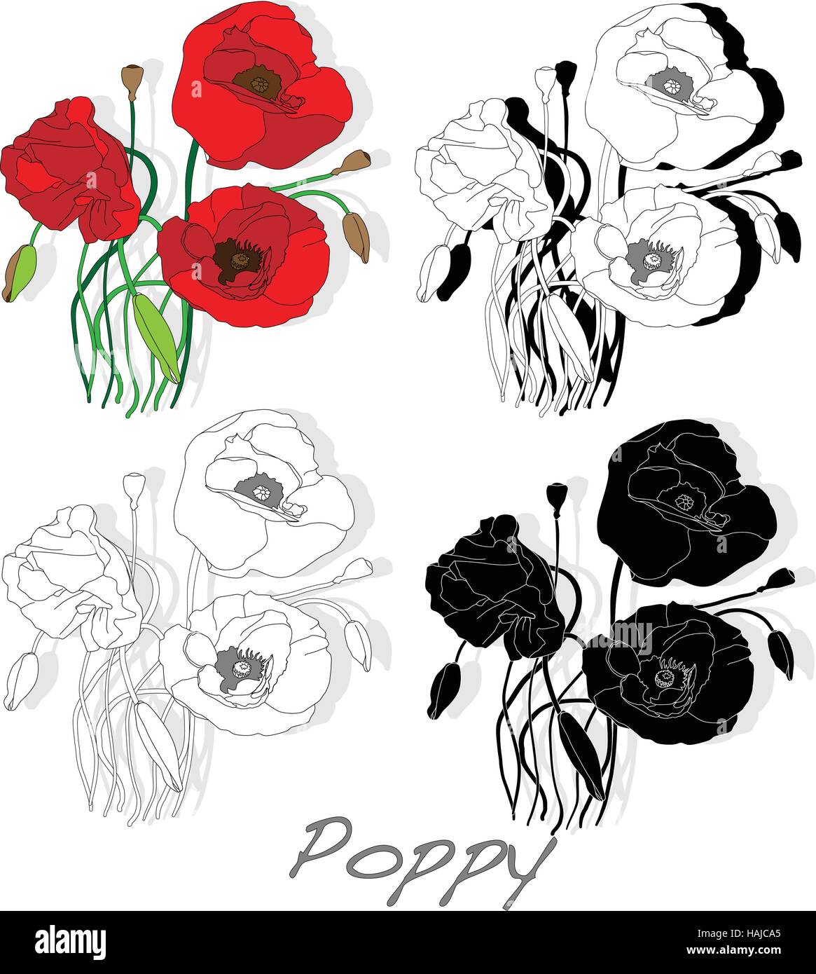 Red Poppy flower isolated on white background, vector illustration ...