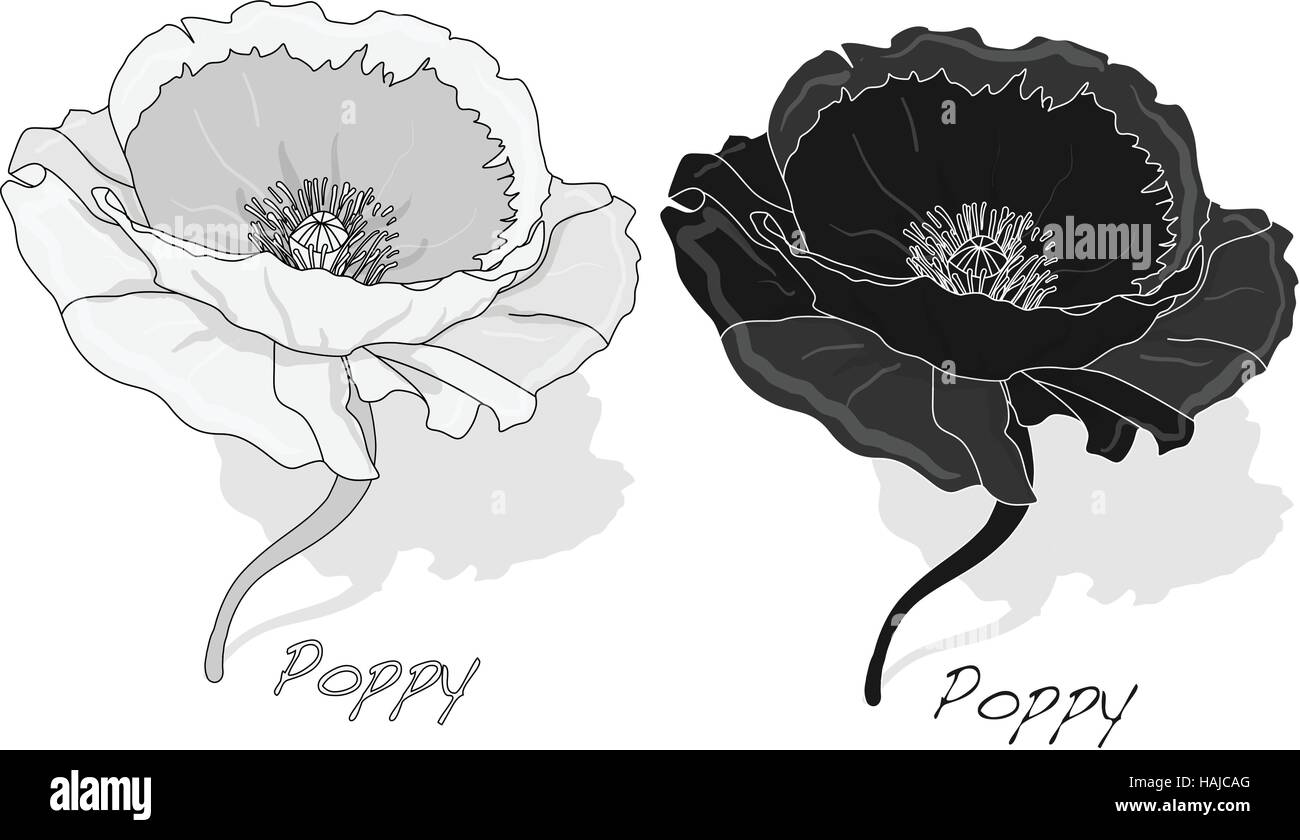 Poppy flower isolated on white background, vector illustration Stock ...