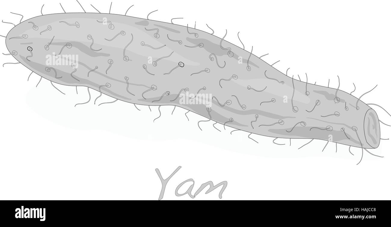 yam vector isolated on white background Stock Vector Image & Art - Alamy