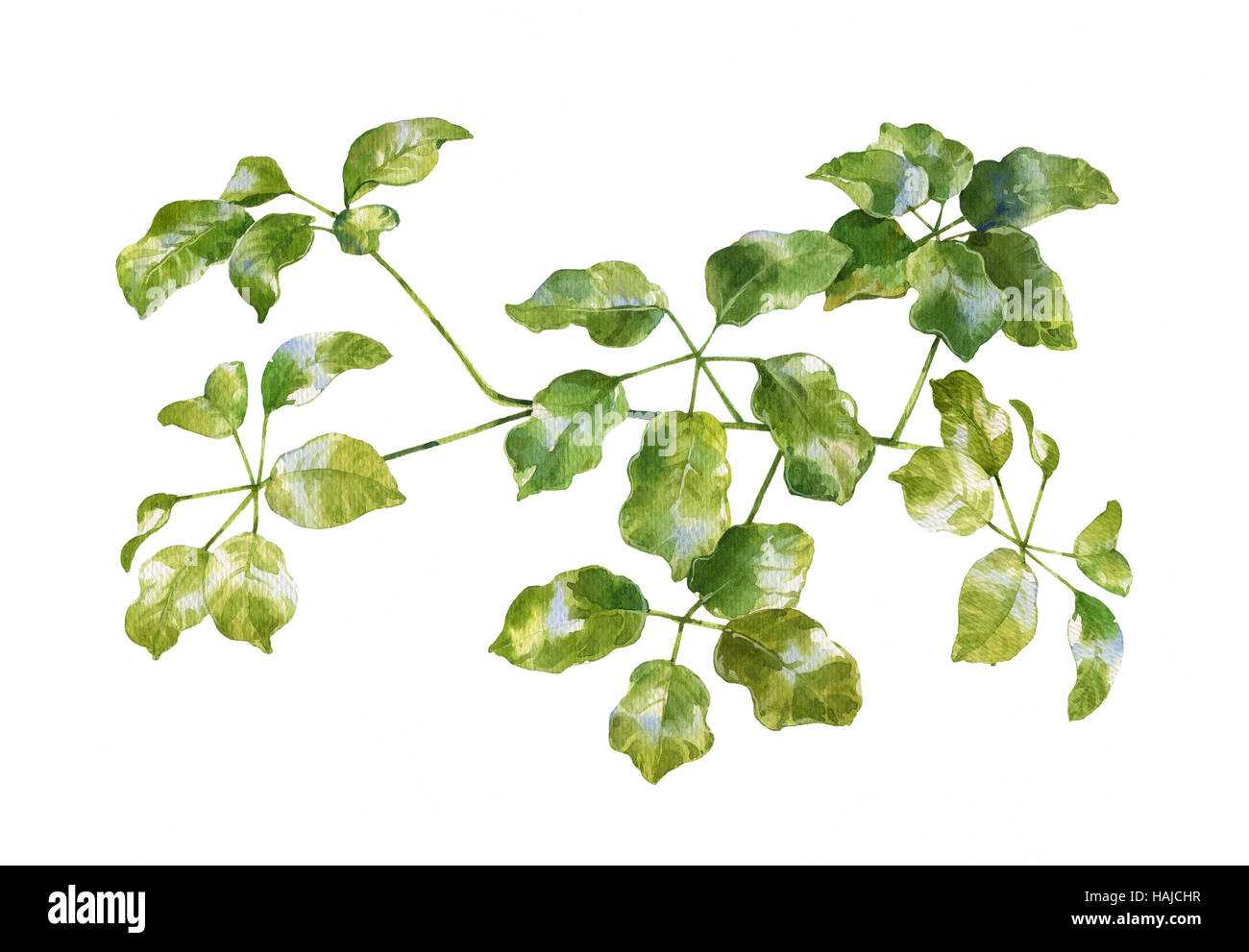 watercolor painting of green leaves on white background Stock Photo - Alamy
