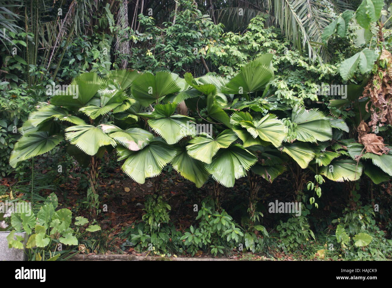 Licuala spinosa,  Mangrove Fan Palm. Kuala Lumpur, Malaysia Stock Photo